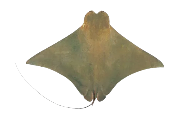 Flapnose ray
