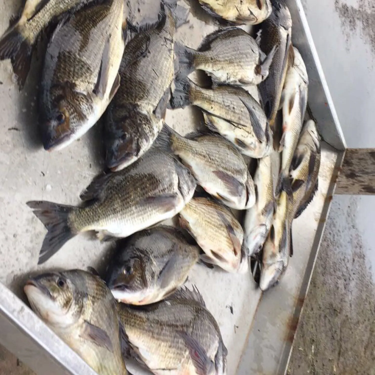 recently logged catches