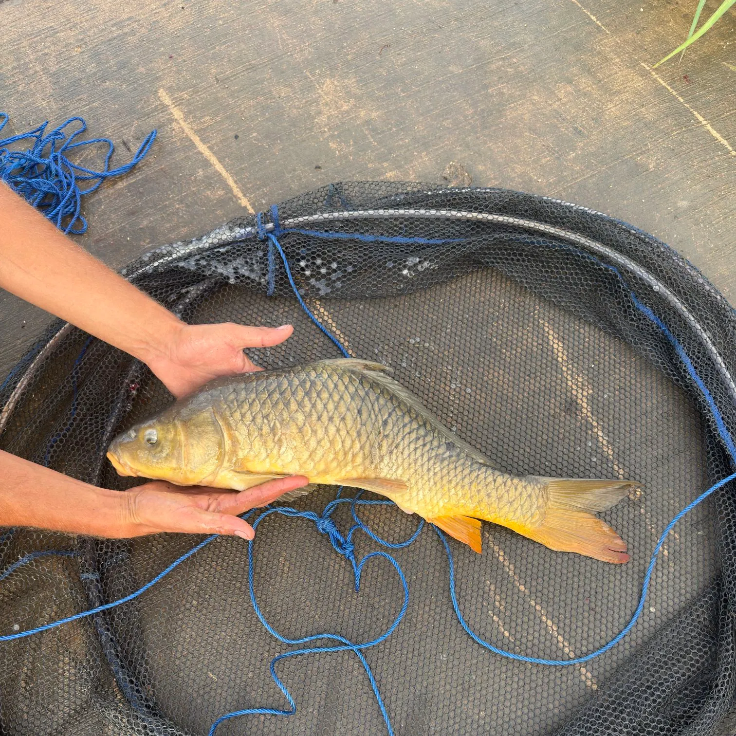 catch