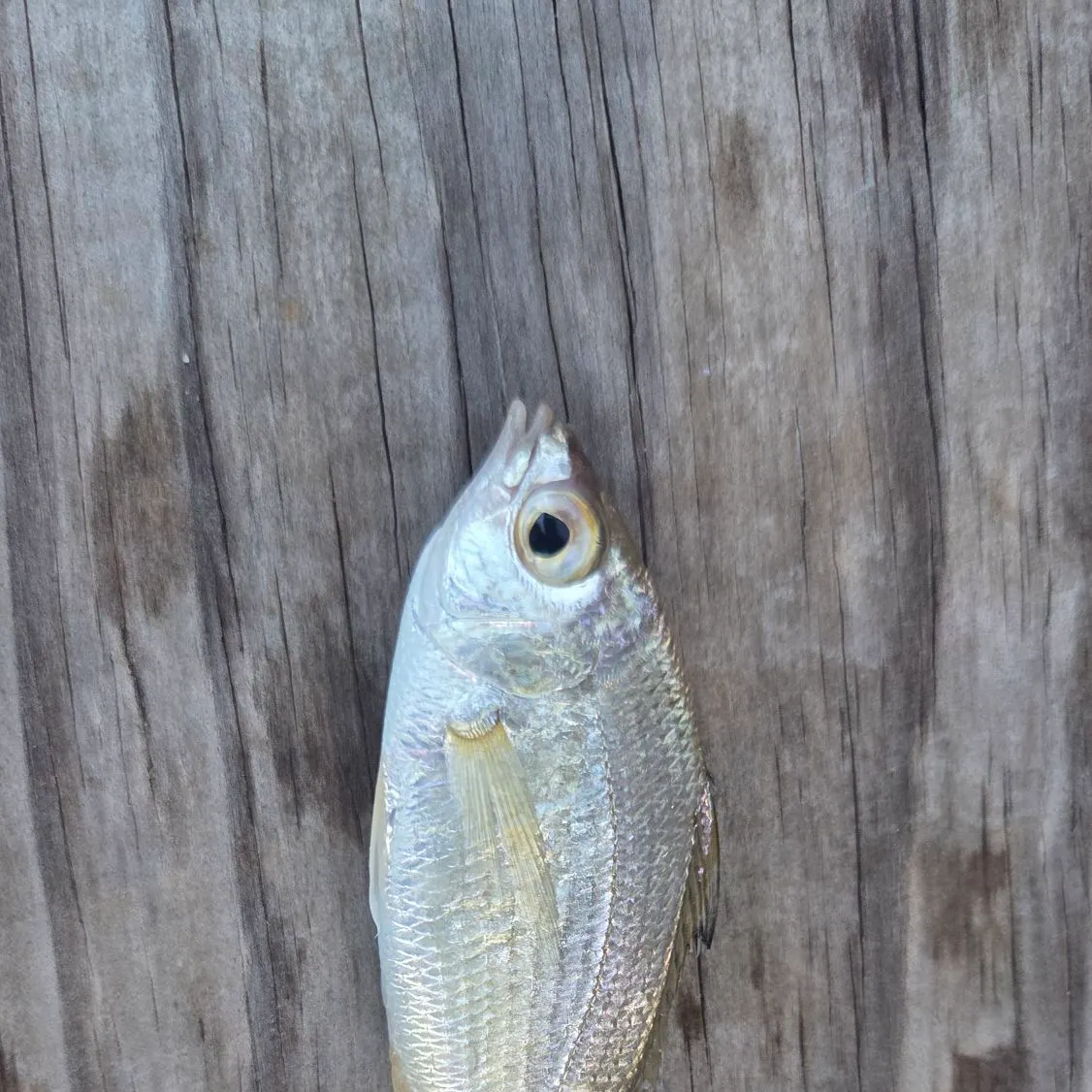 The most recent Silver jenny catches on Fishbrain