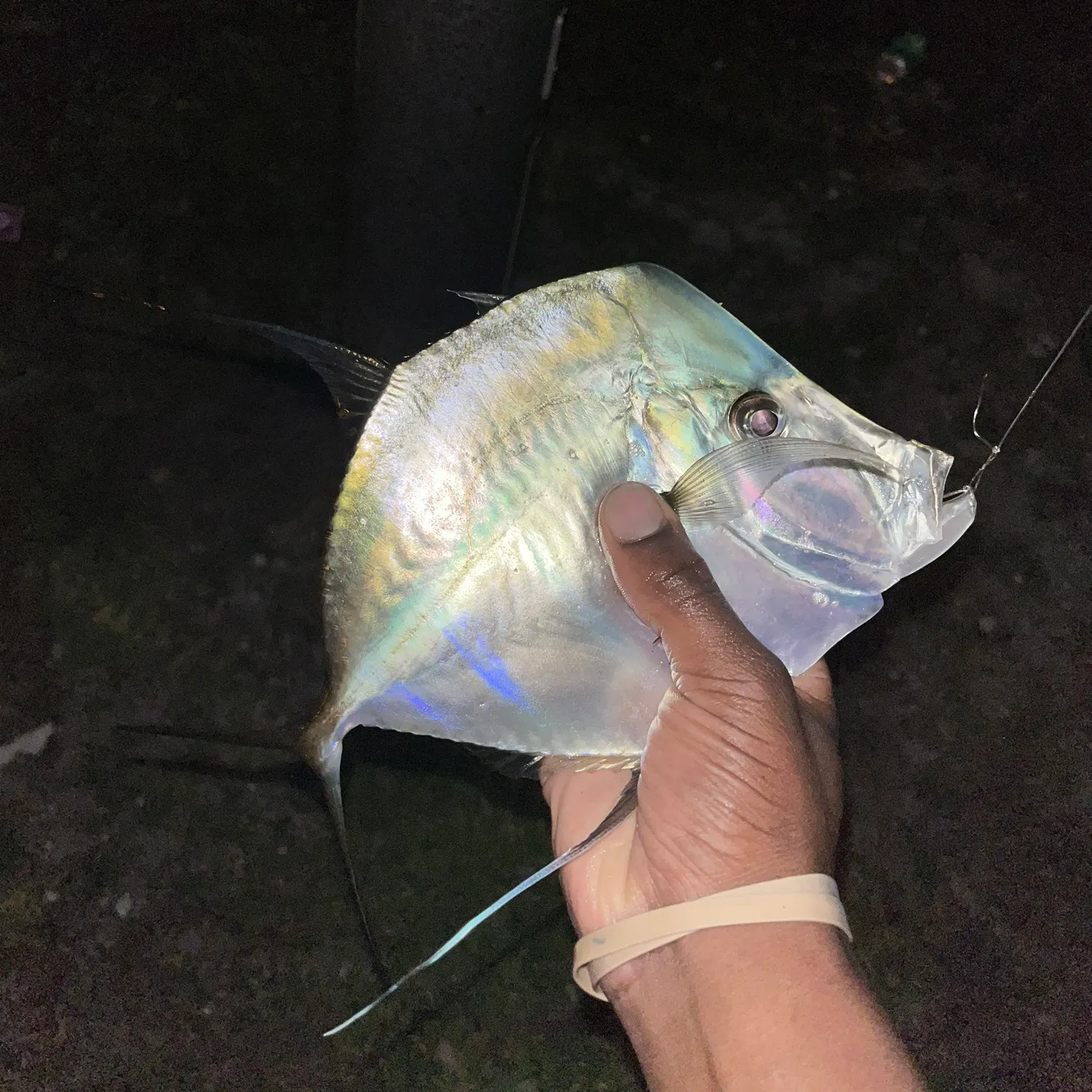 The most recent Lookdown catches on Fishbrain