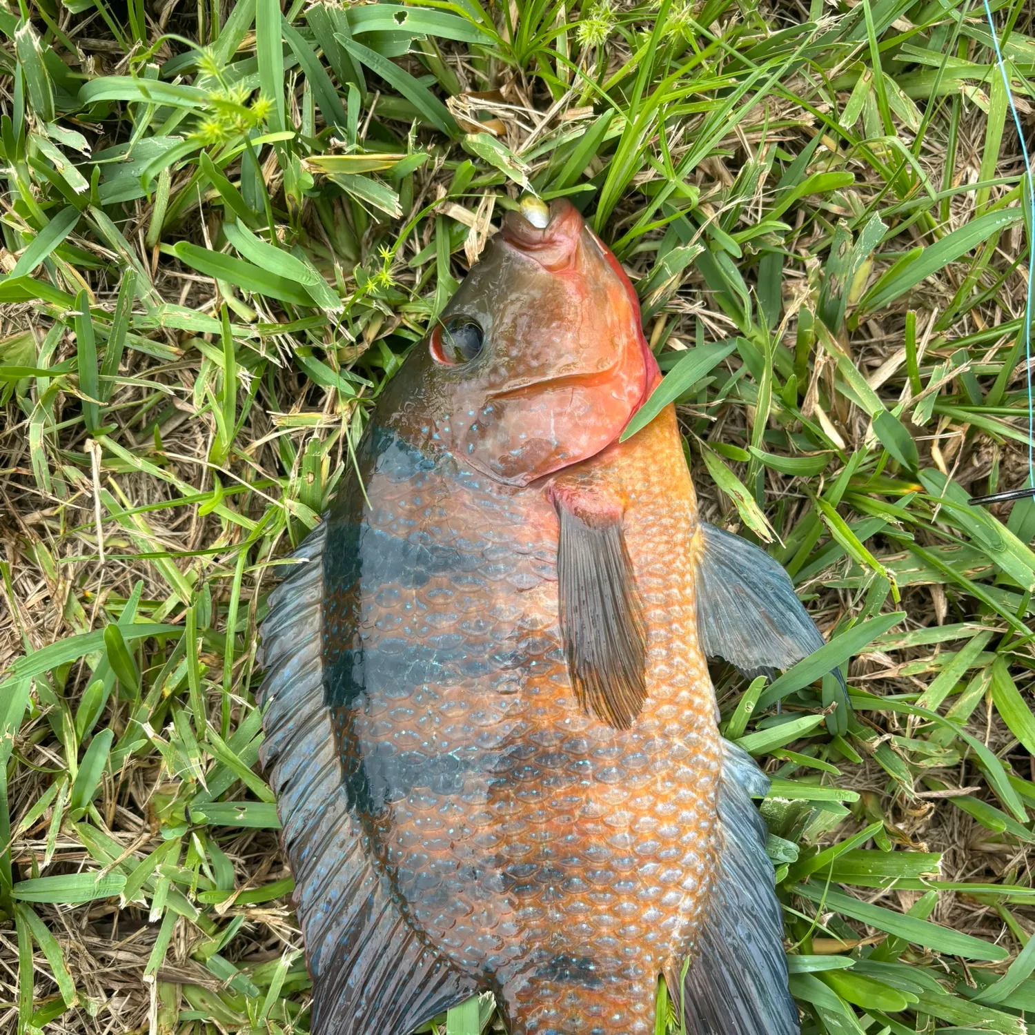 Mayan cichlid caught on Fishbrain