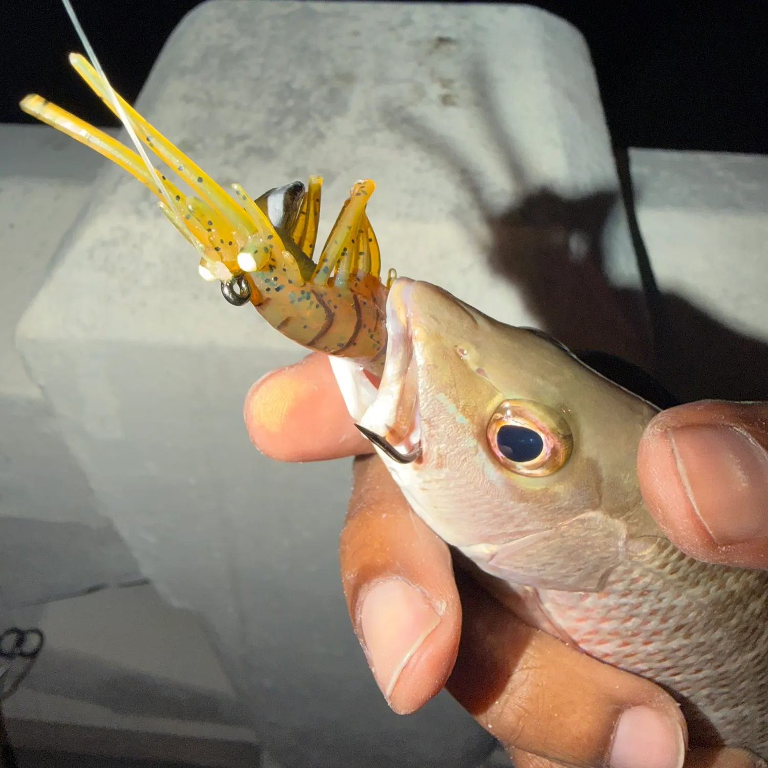 The most recent Mangrove snapper catches on Fishbrain