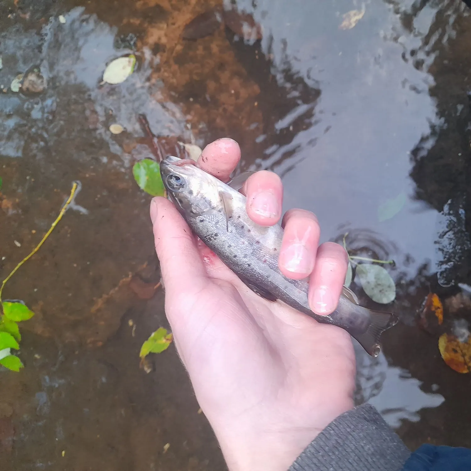 Brown trout caught on Fishbrain