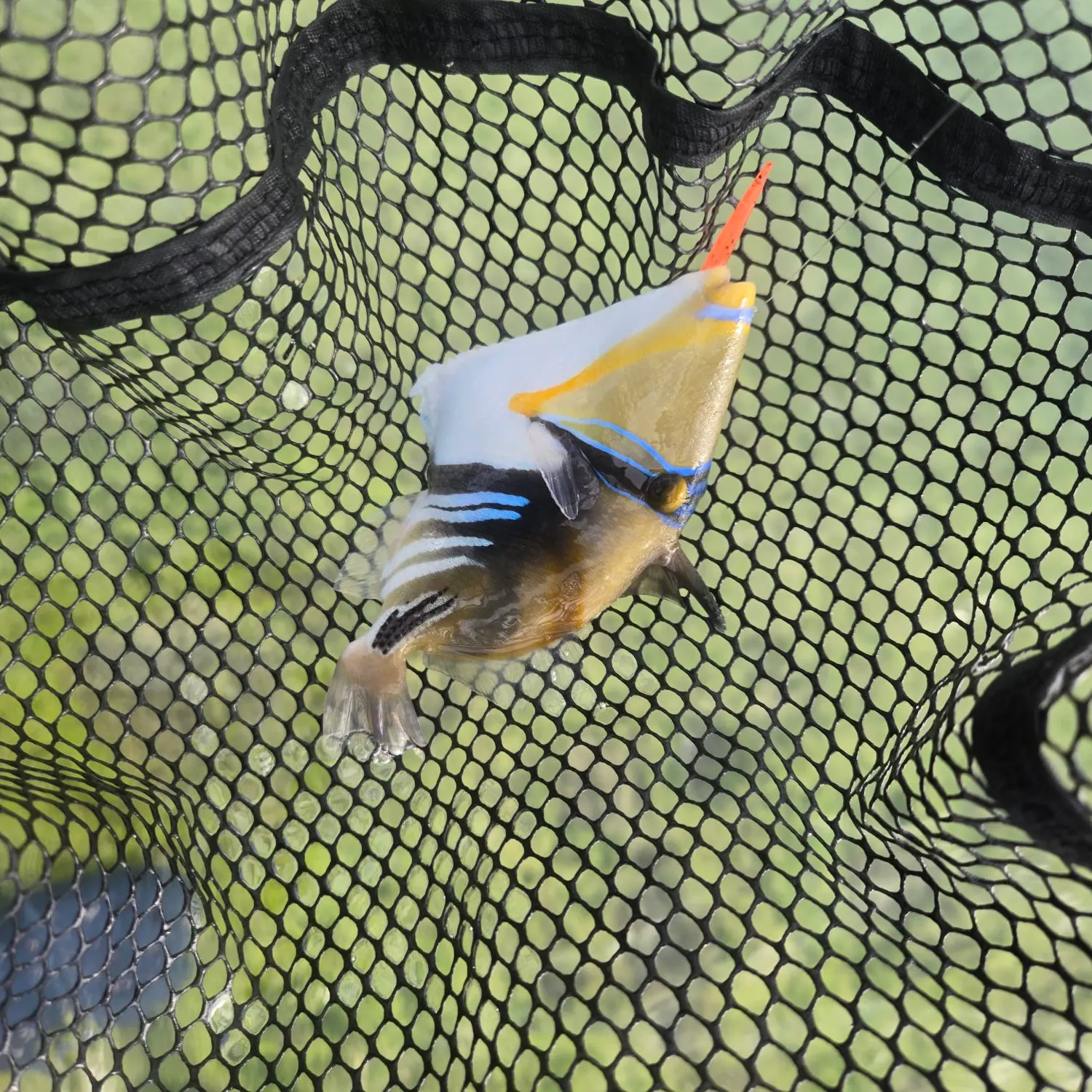 The most recent Lagoon triggerfish catches on Fishbrain