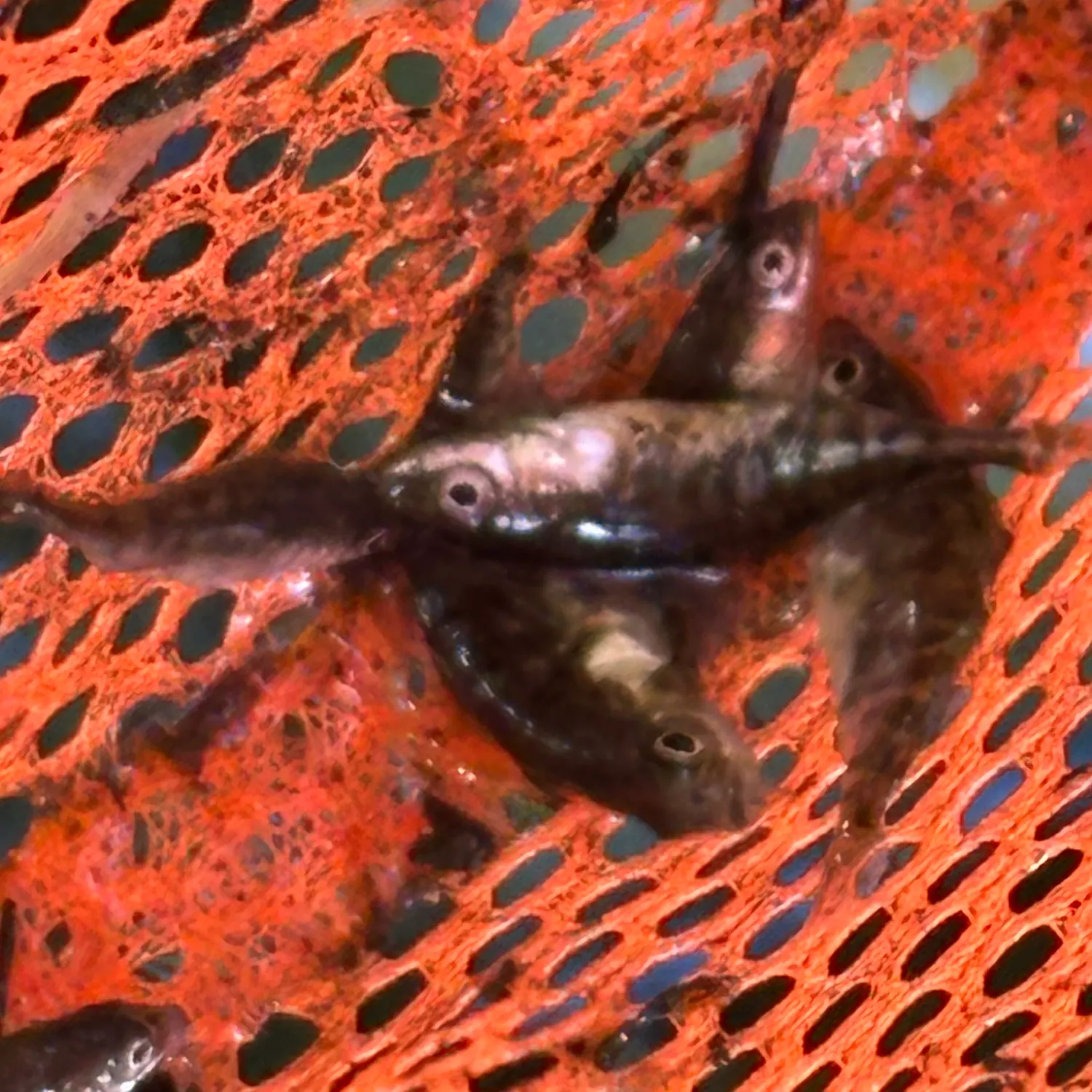 Fish caught on Fishbrain