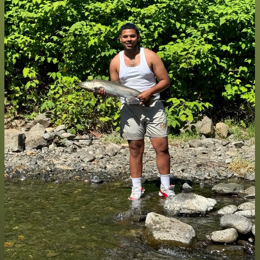 The most recent Chinook salmon catches on Fishbrain