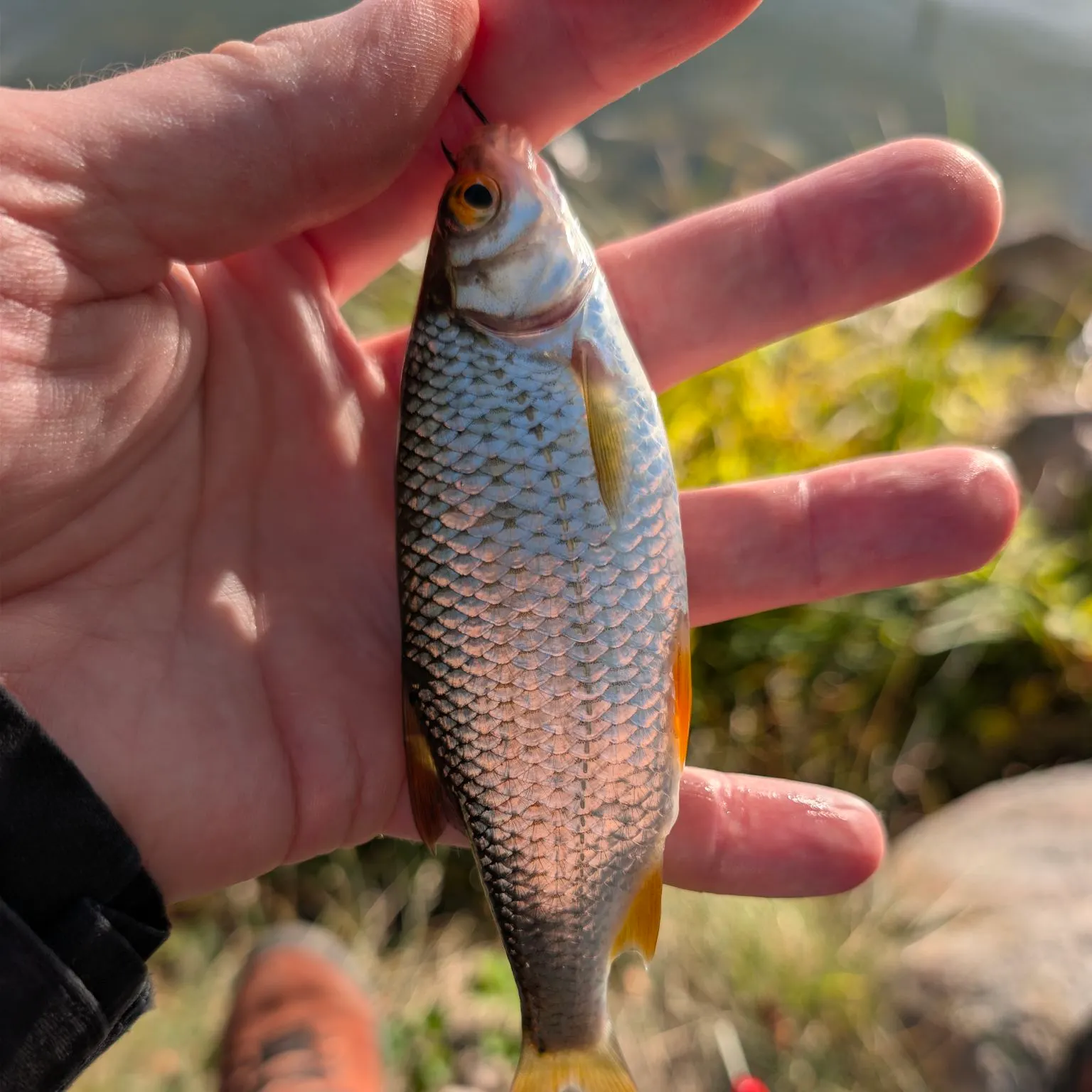 Common roach caught on Fishbrain