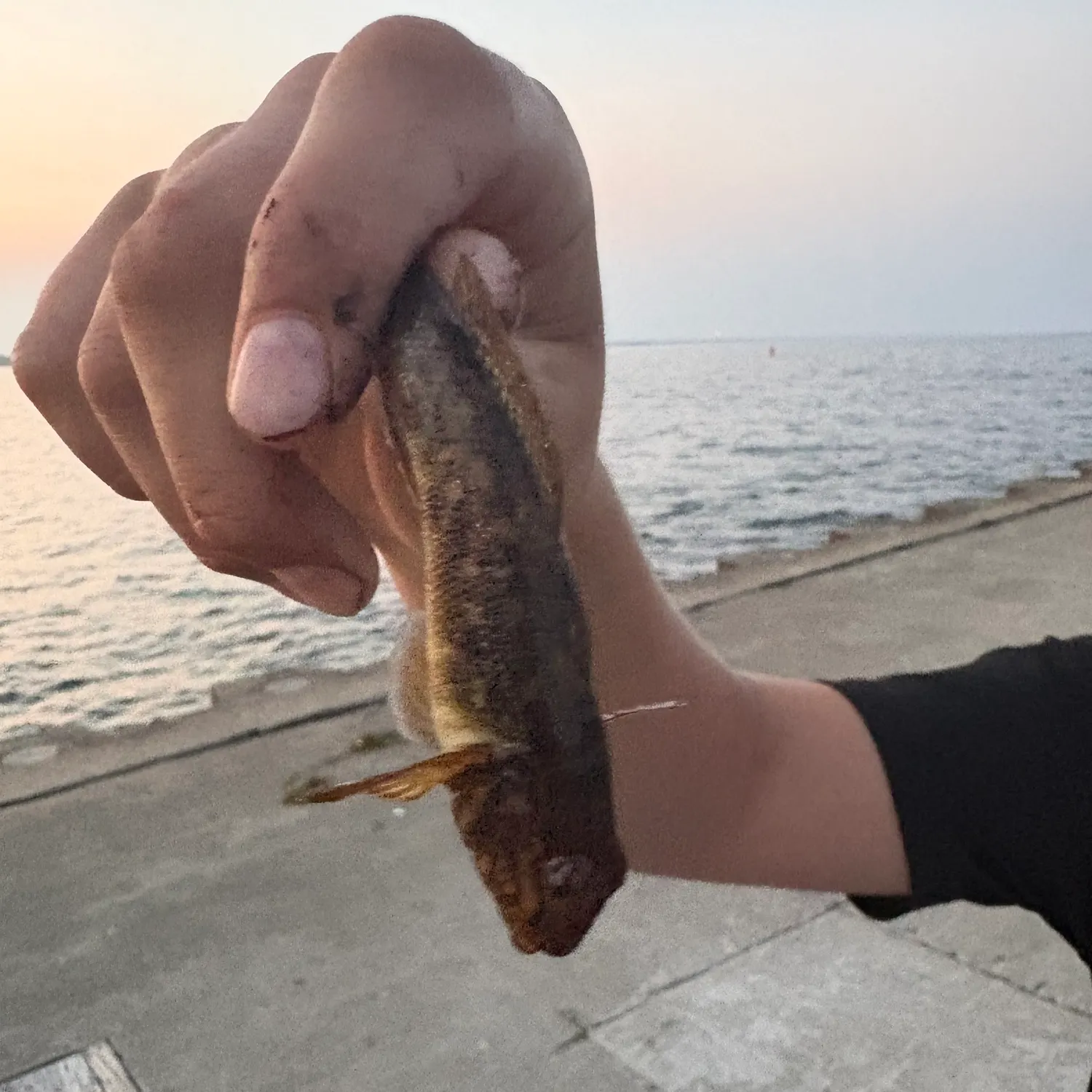 The most recent Round goby catches on Fishbrain