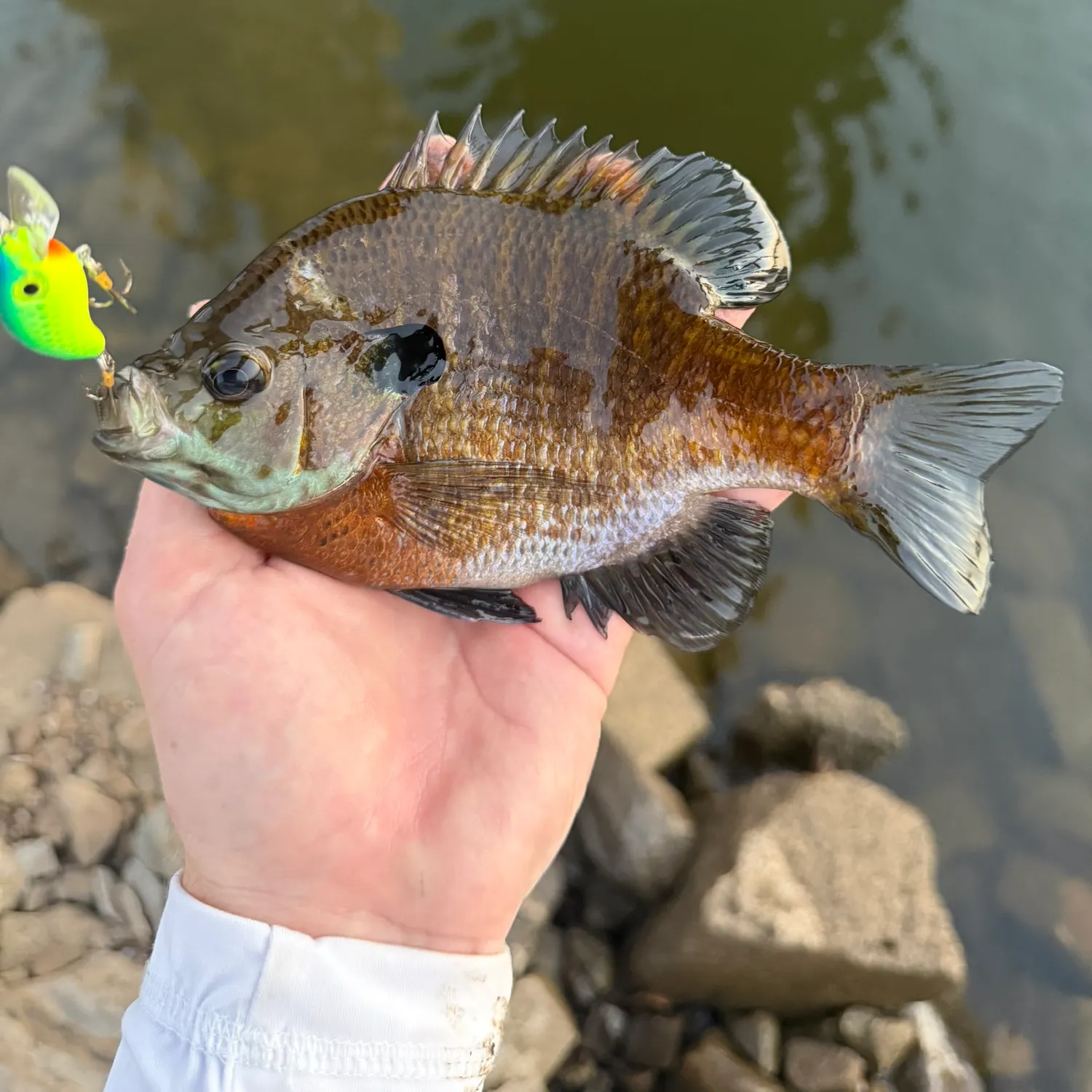 Bluegill caught on Fishbrain