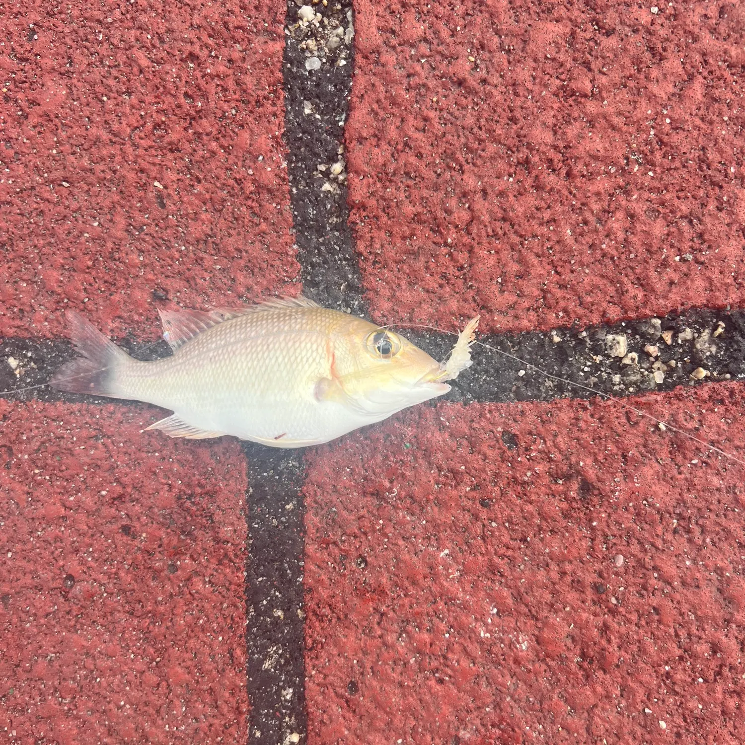 The most recent Pink ear emperor catches on Fishbrain