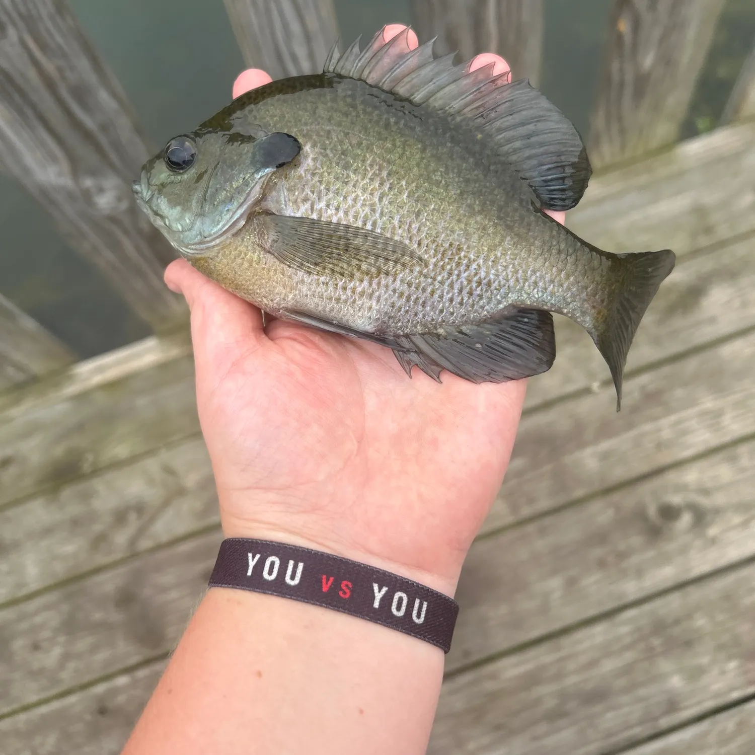 Bluegill caught on Fishbrain