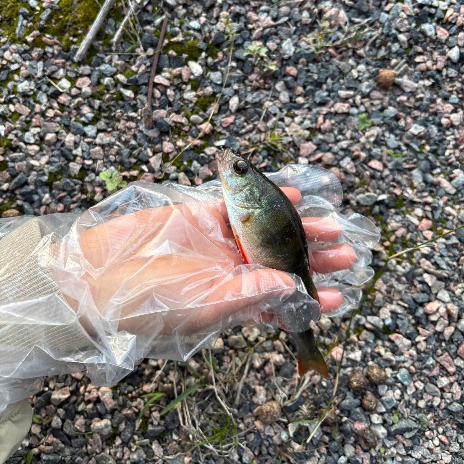 European perch caught on Fishbrain