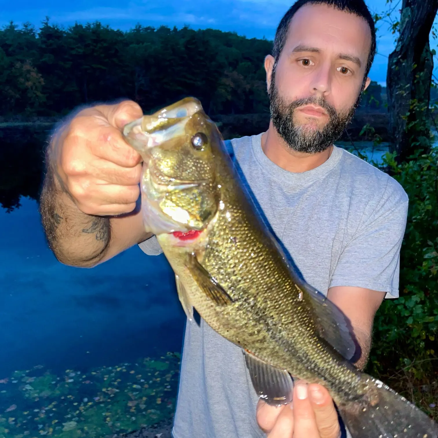 Largemouth bass caught on Fishbrain