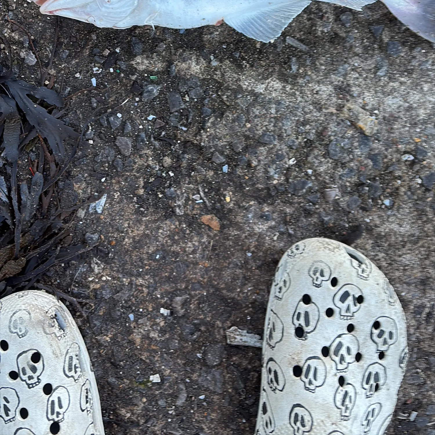 The most recent Haddock catches on Fishbrain