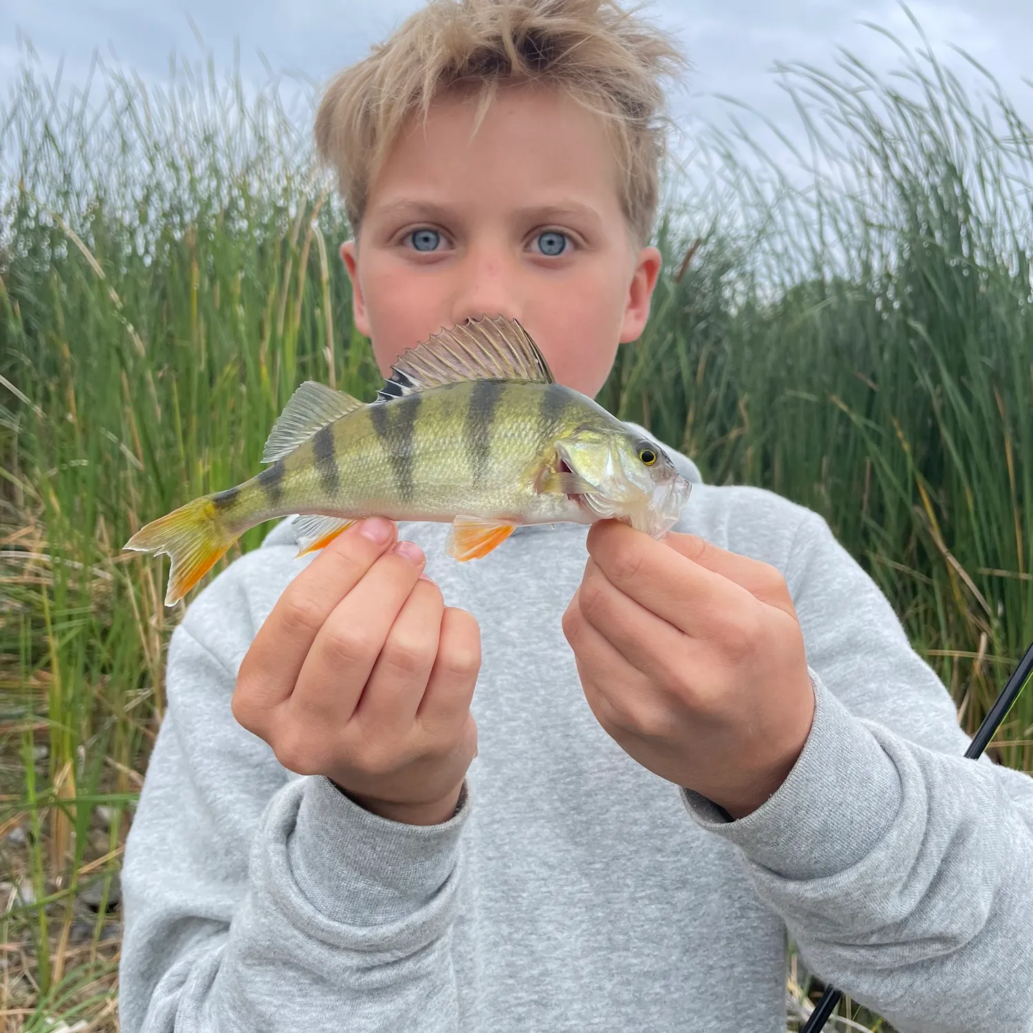 European perch caught on Fishbrain