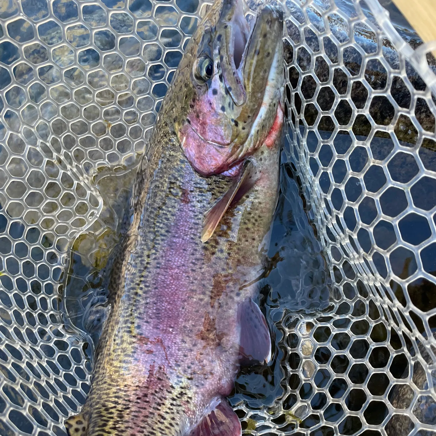 The most recent Cutbow catches on Fishbrain