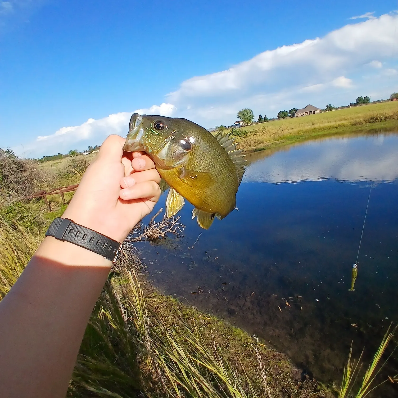 Green sunfish caught on Fishbrain