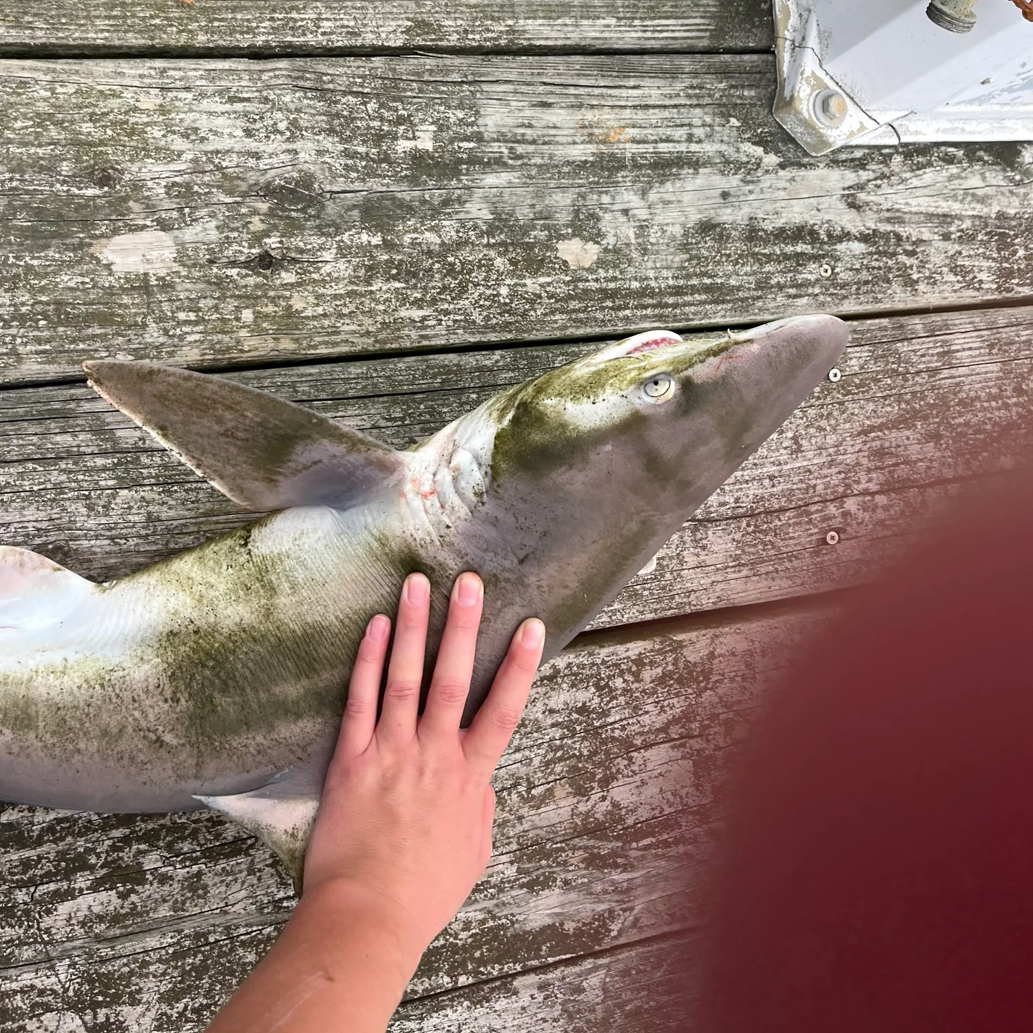 Blacktip shark caught on Fishbrain