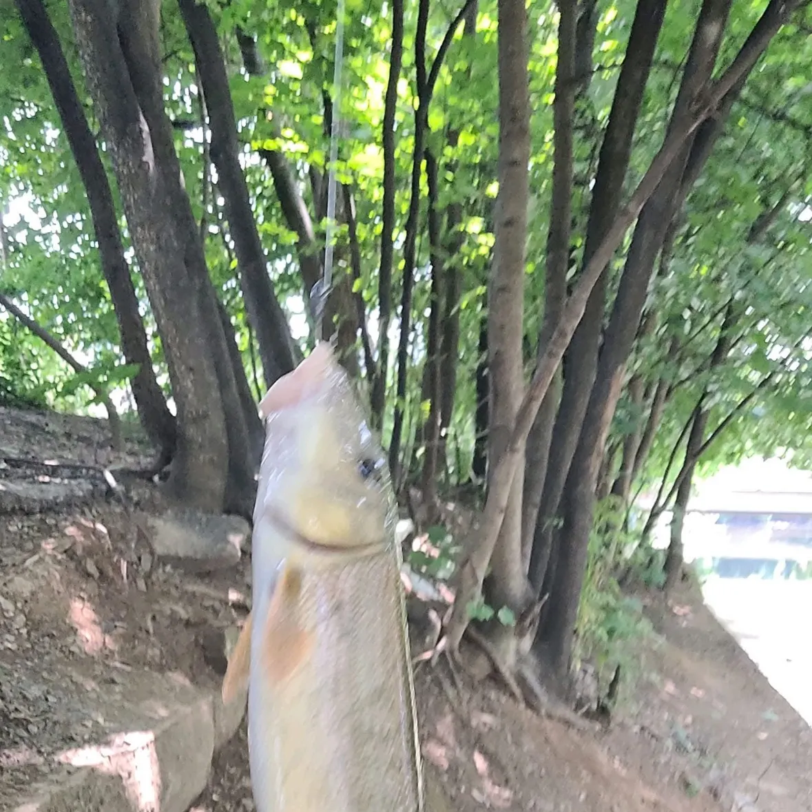 The most recent June sucker catches on Fishbrain