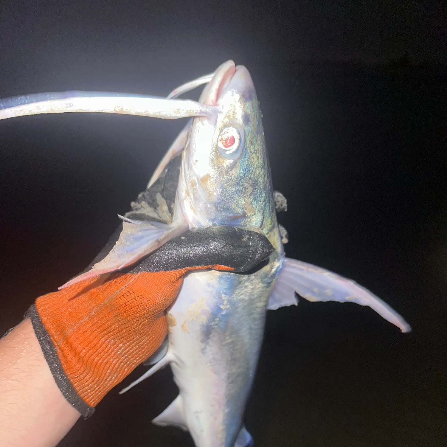 Gafftopsail sea catfish caught on Fishbrain