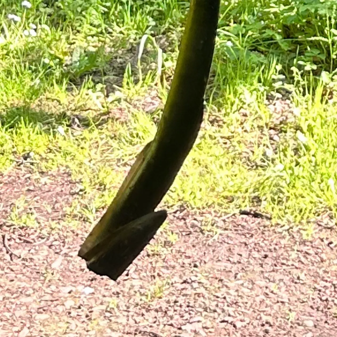 The most recent European eel catches on Fishbrain