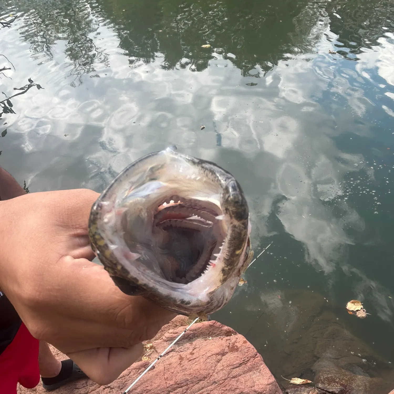 Sauger caught on Fishbrain