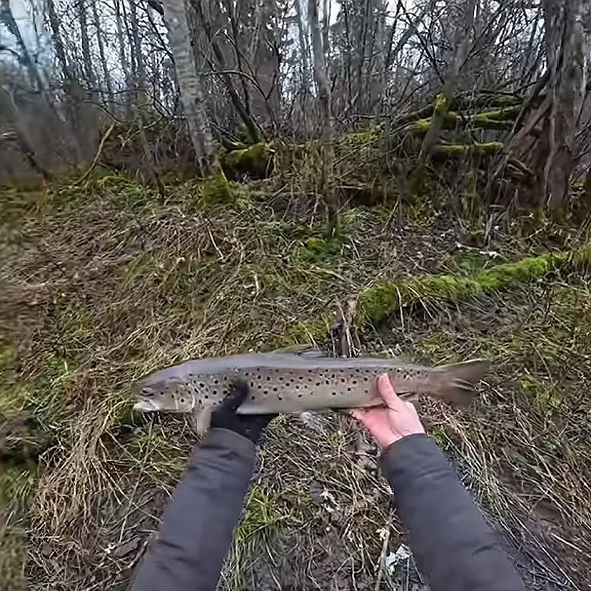 The most recent Sea trout catches on Fishbrain