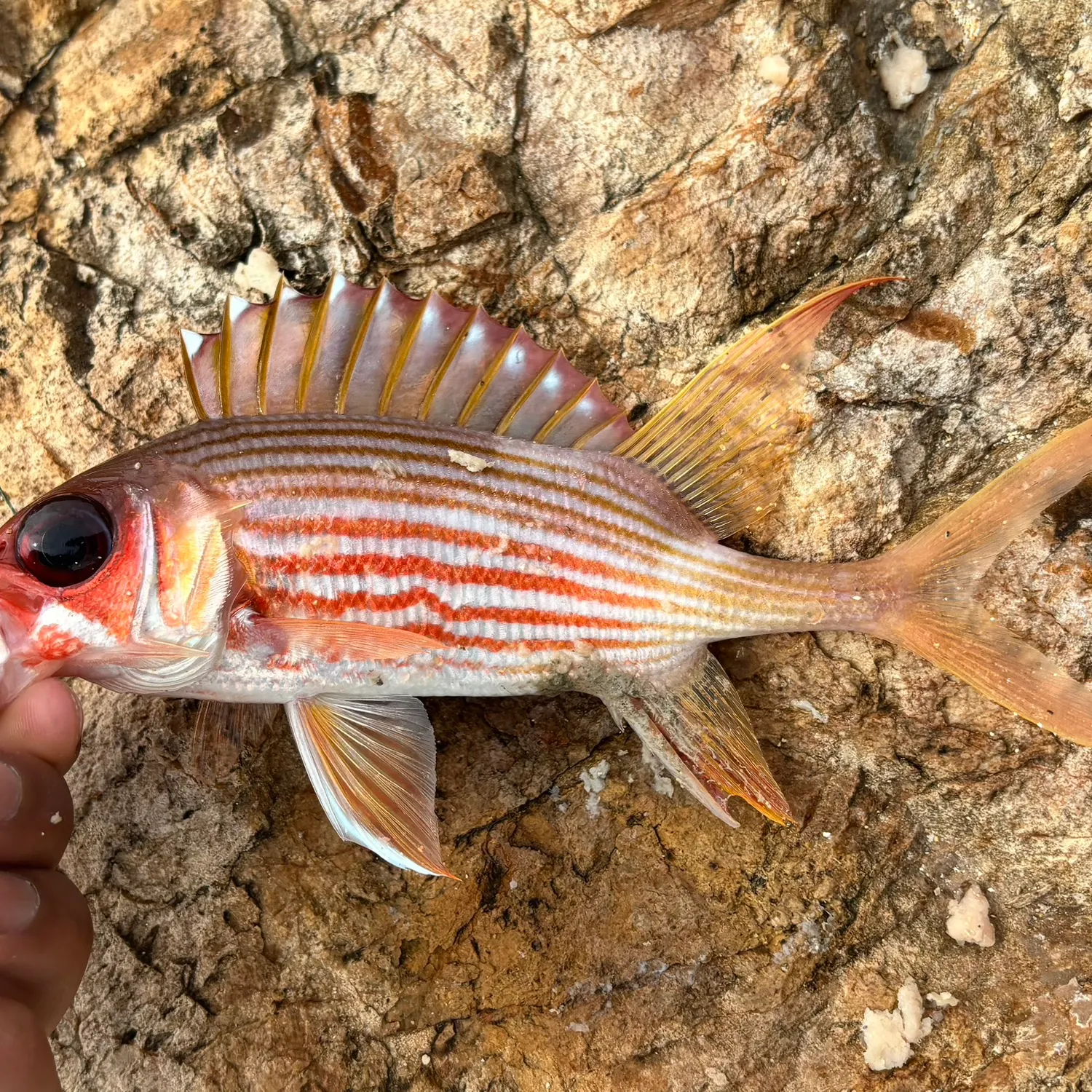 The most recent Longspine squirrelfish catches on Fishbrain