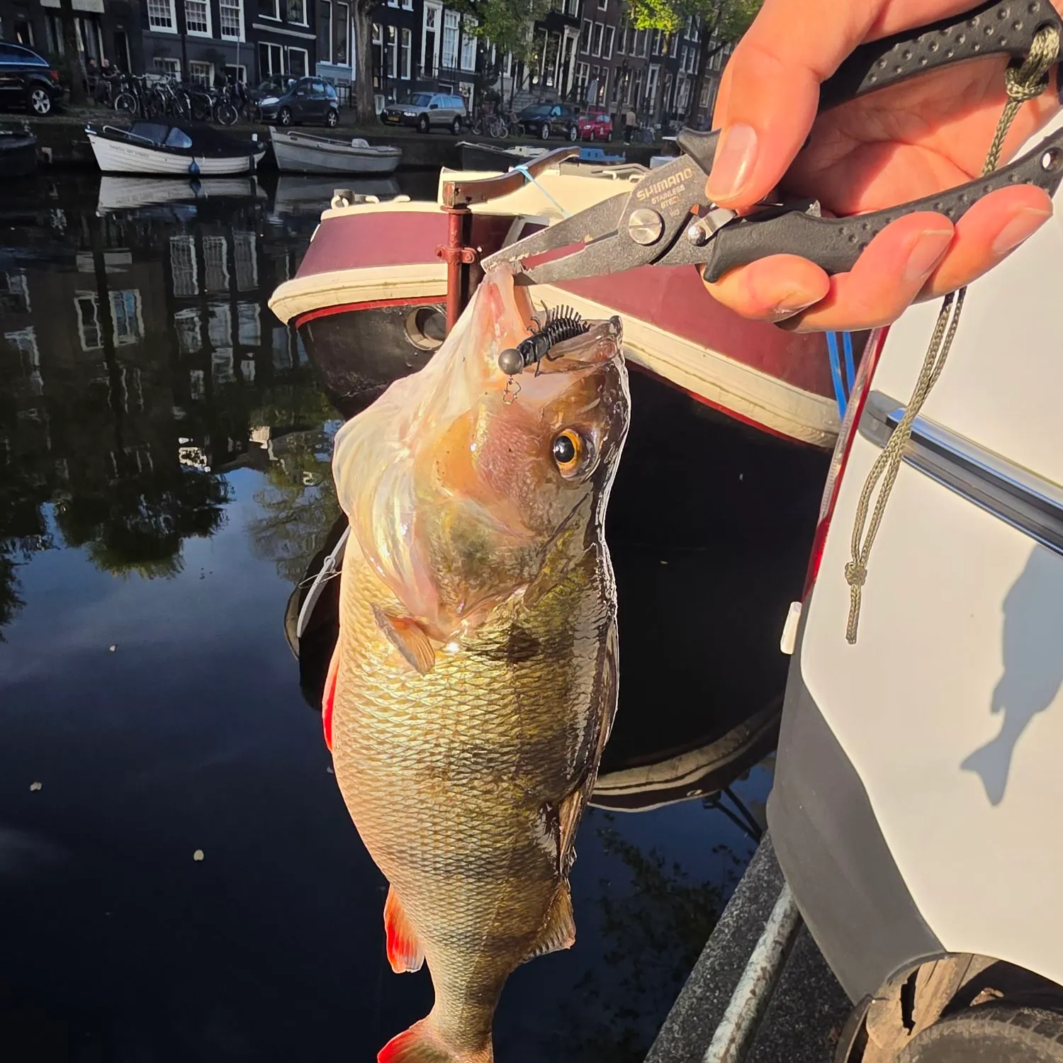 European perch caught on Fishbrain