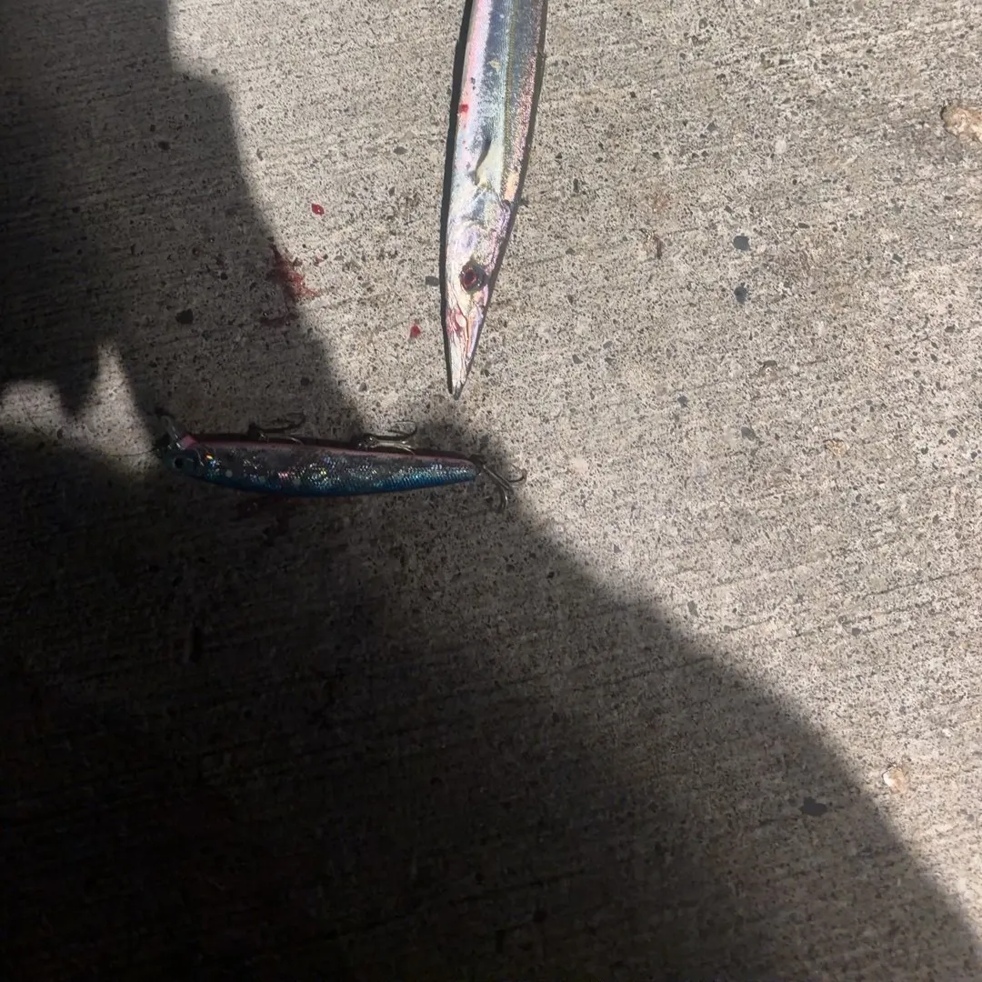 The most recent Pacific barracuda catches on Fishbrain