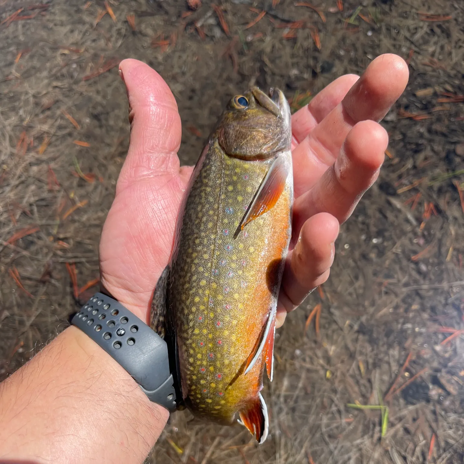 The most recent Brook trout catches on Fishbrain