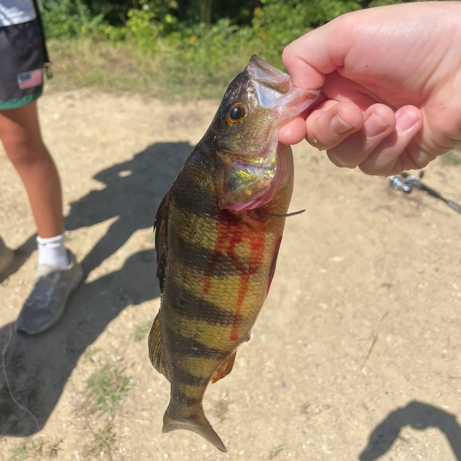 Yellow perch caught on Fishbrain