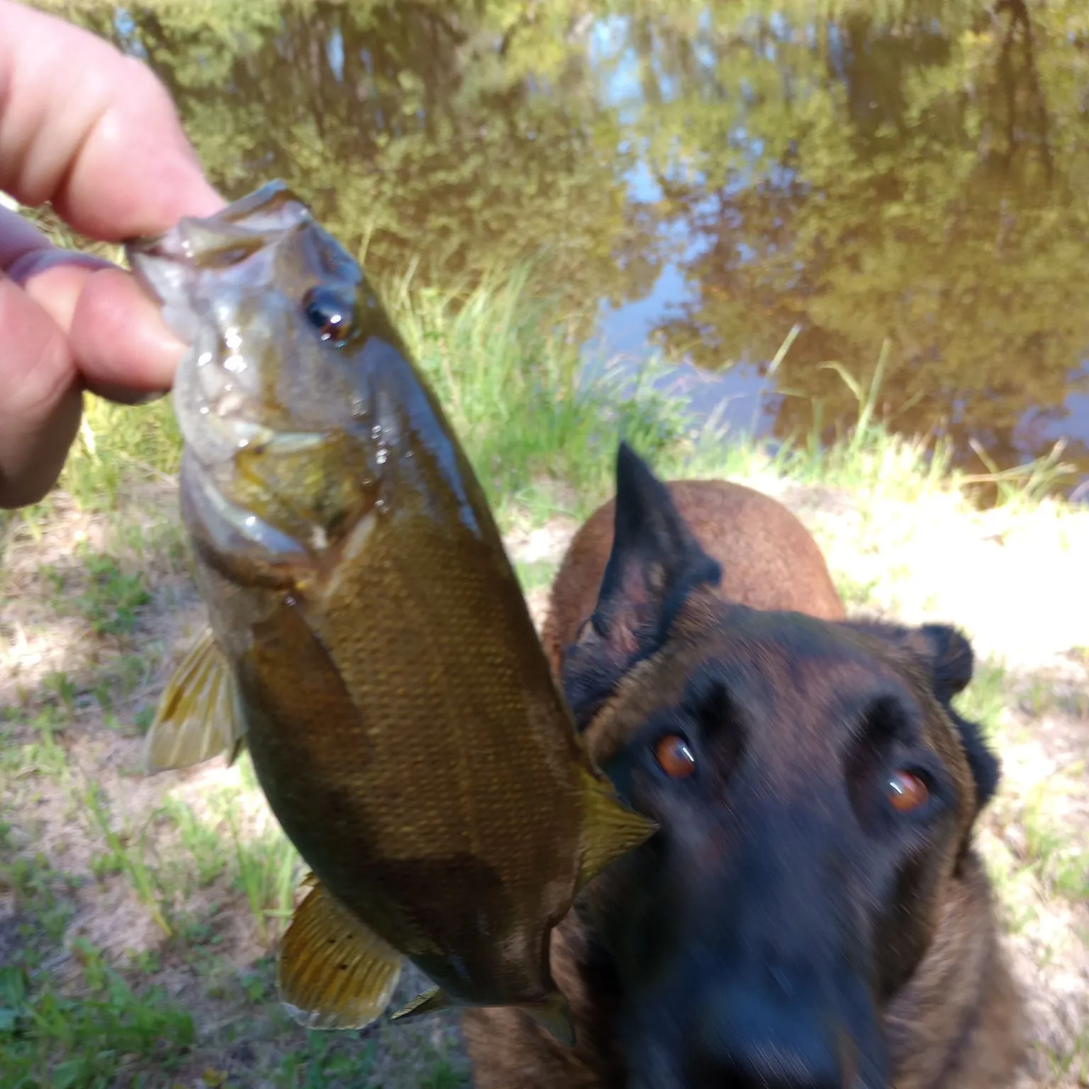 Smallmouth bass caught on Fishbrain