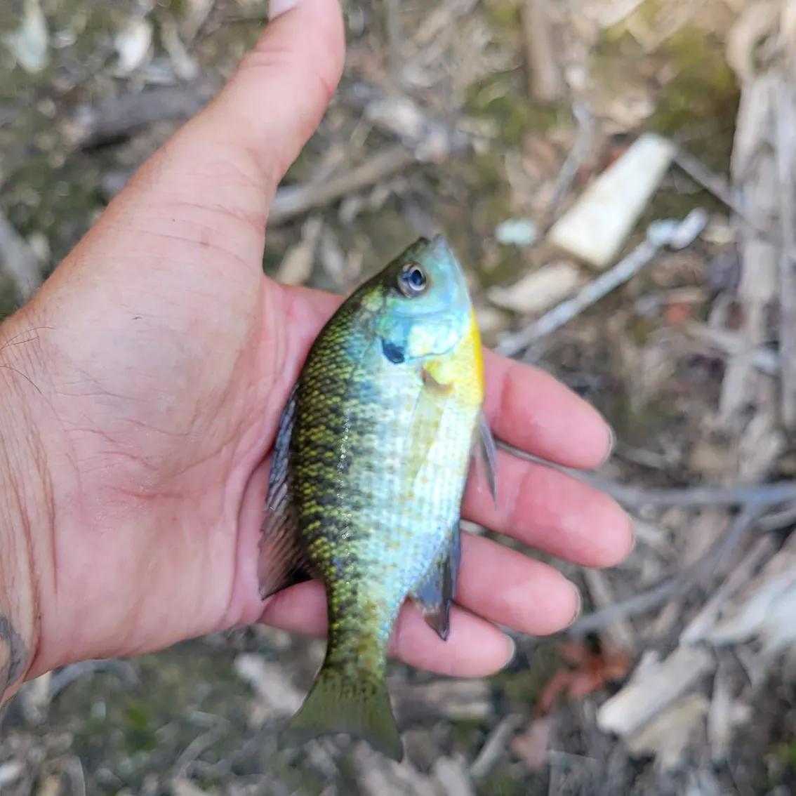 Bluegill caught on Fishbrain