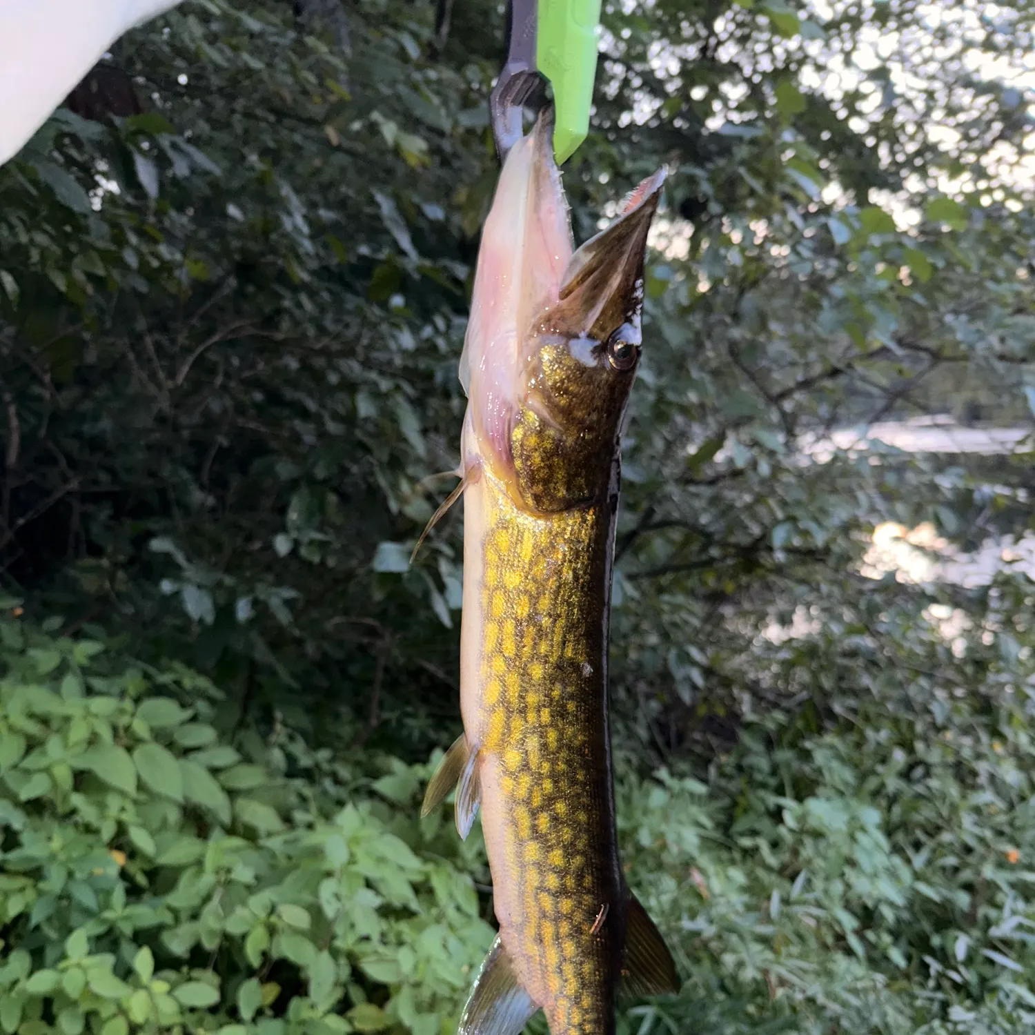 Chain pickerel caught on Fishbrain