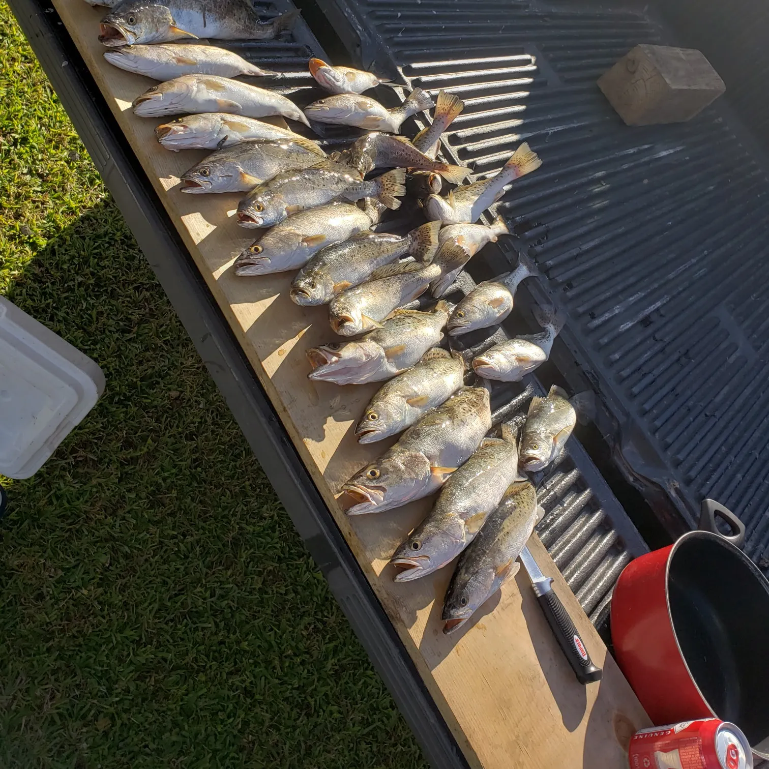 recently logged catches