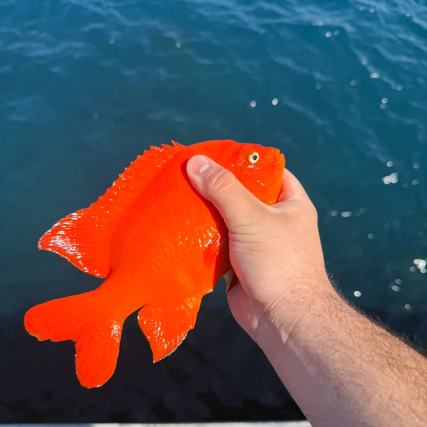 The most recent Garibaldi damselfish catches on Fishbrain