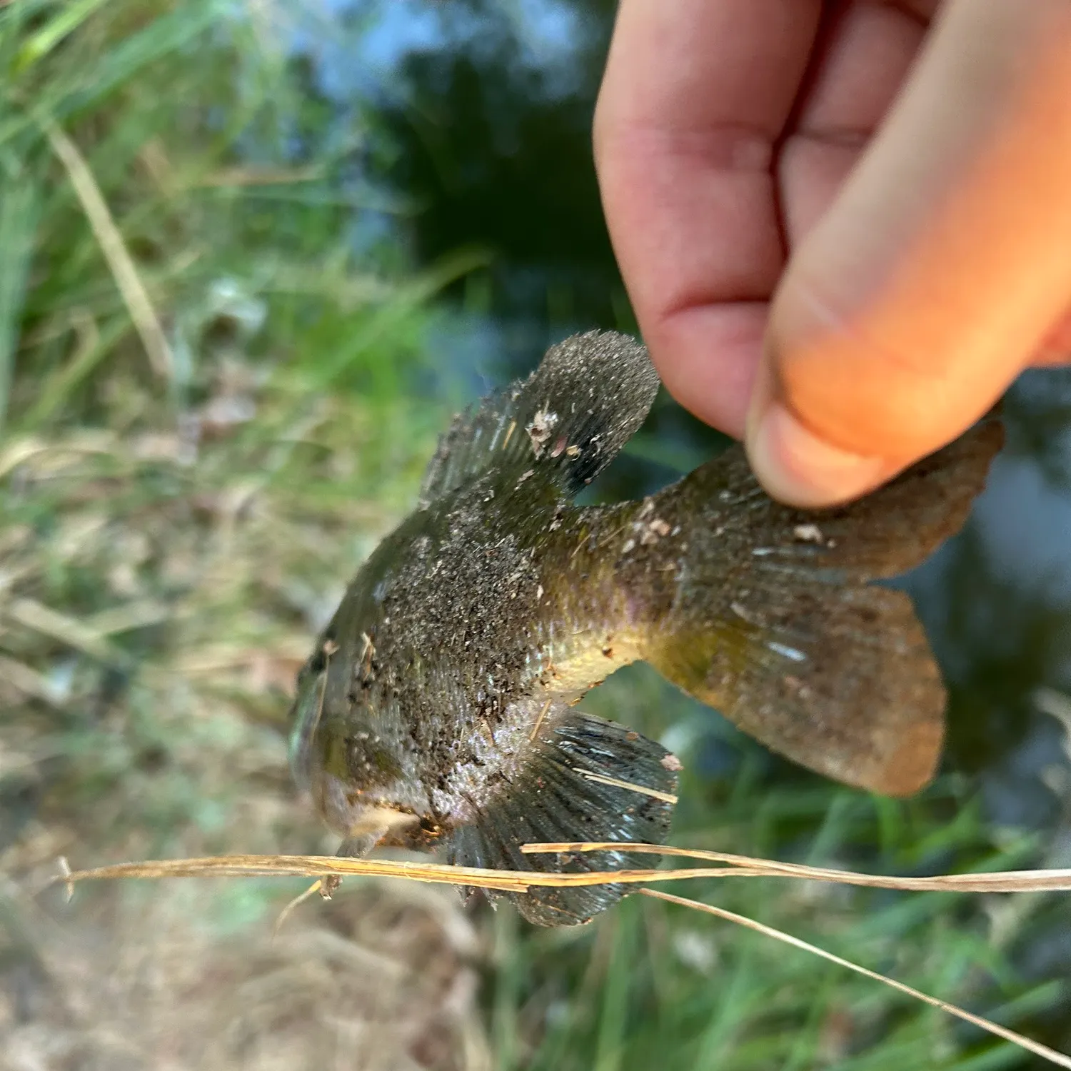 Green sunfish caught on Fishbrain