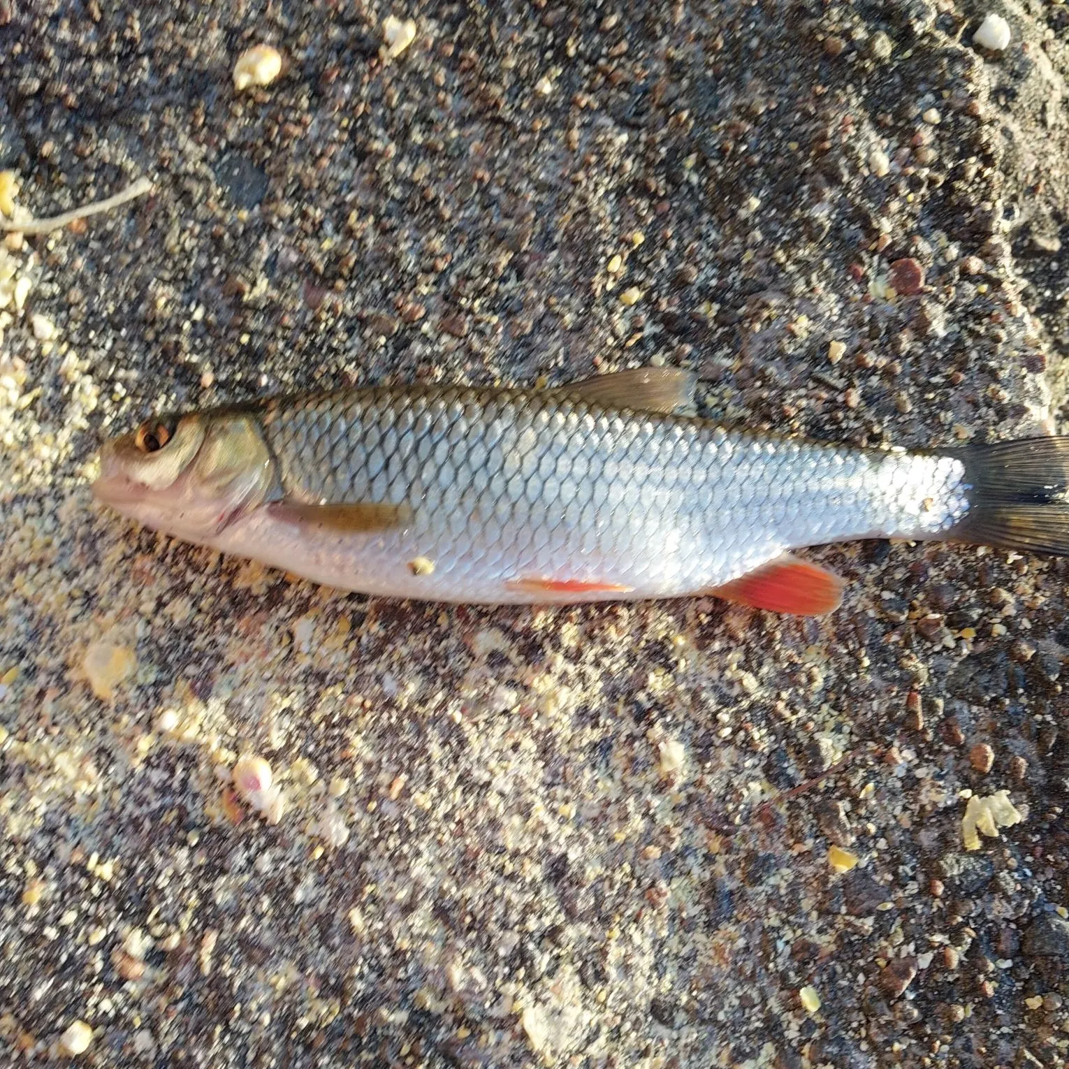 European chub caught on Fishbrain