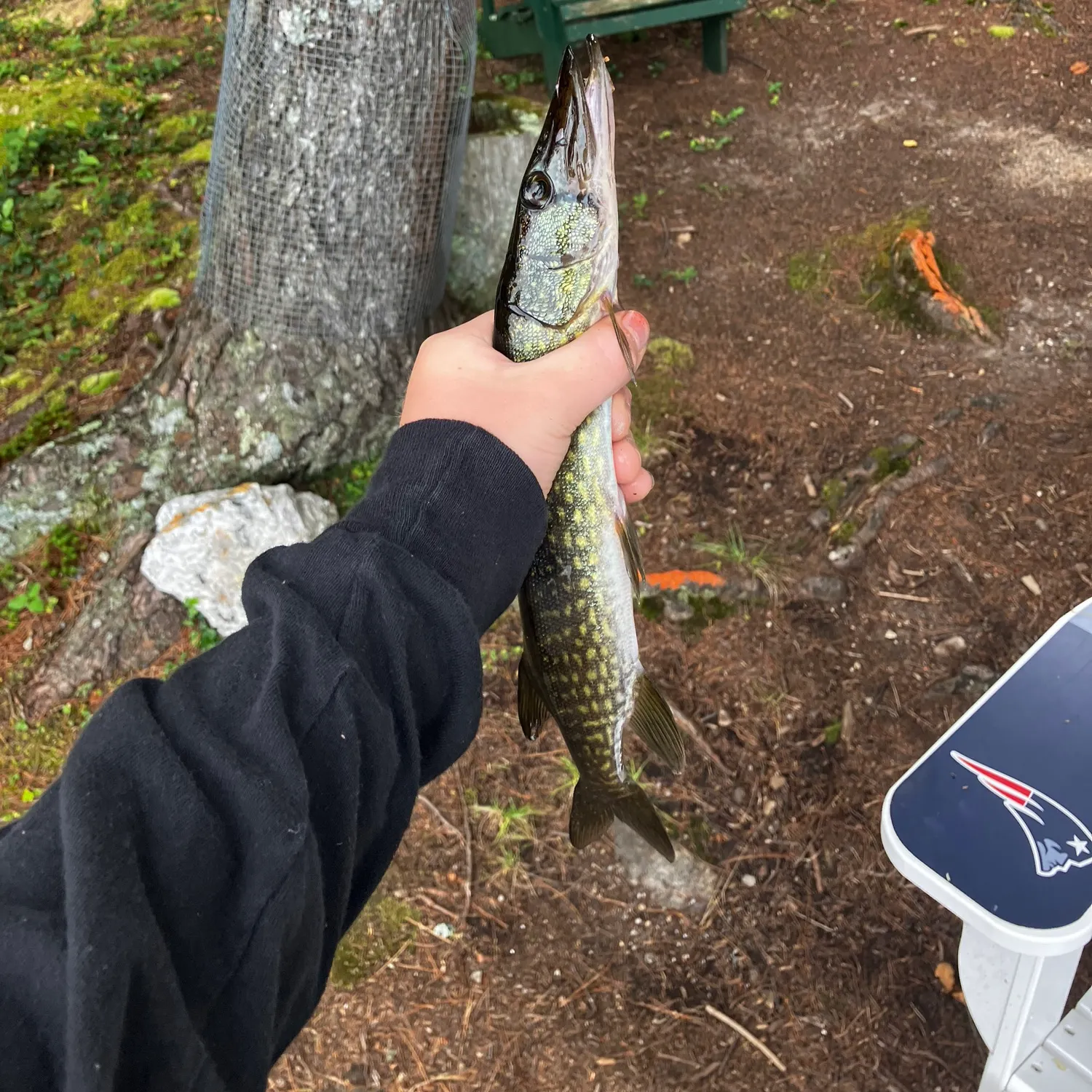 Chain pickerel caught on Fishbrain