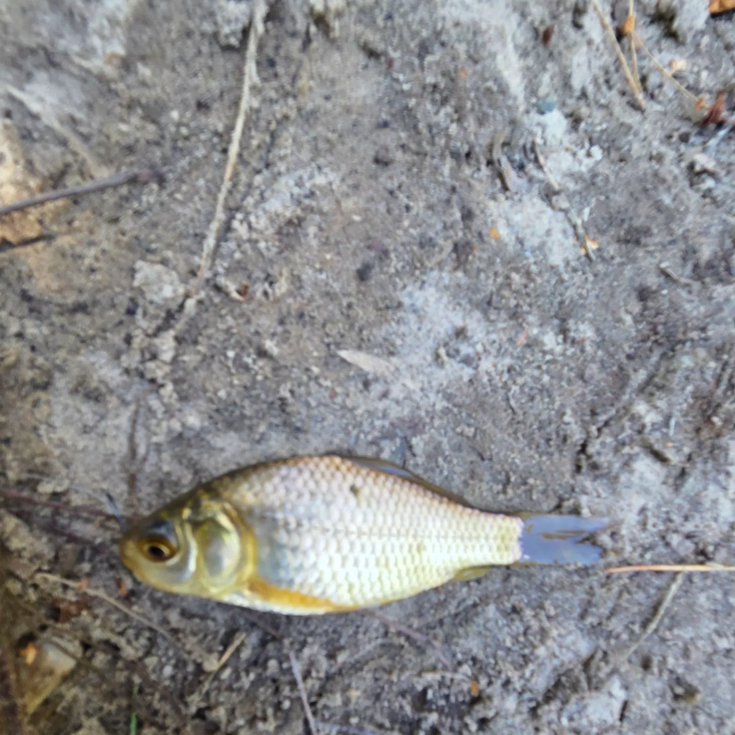 Common roach caught on Fishbrain