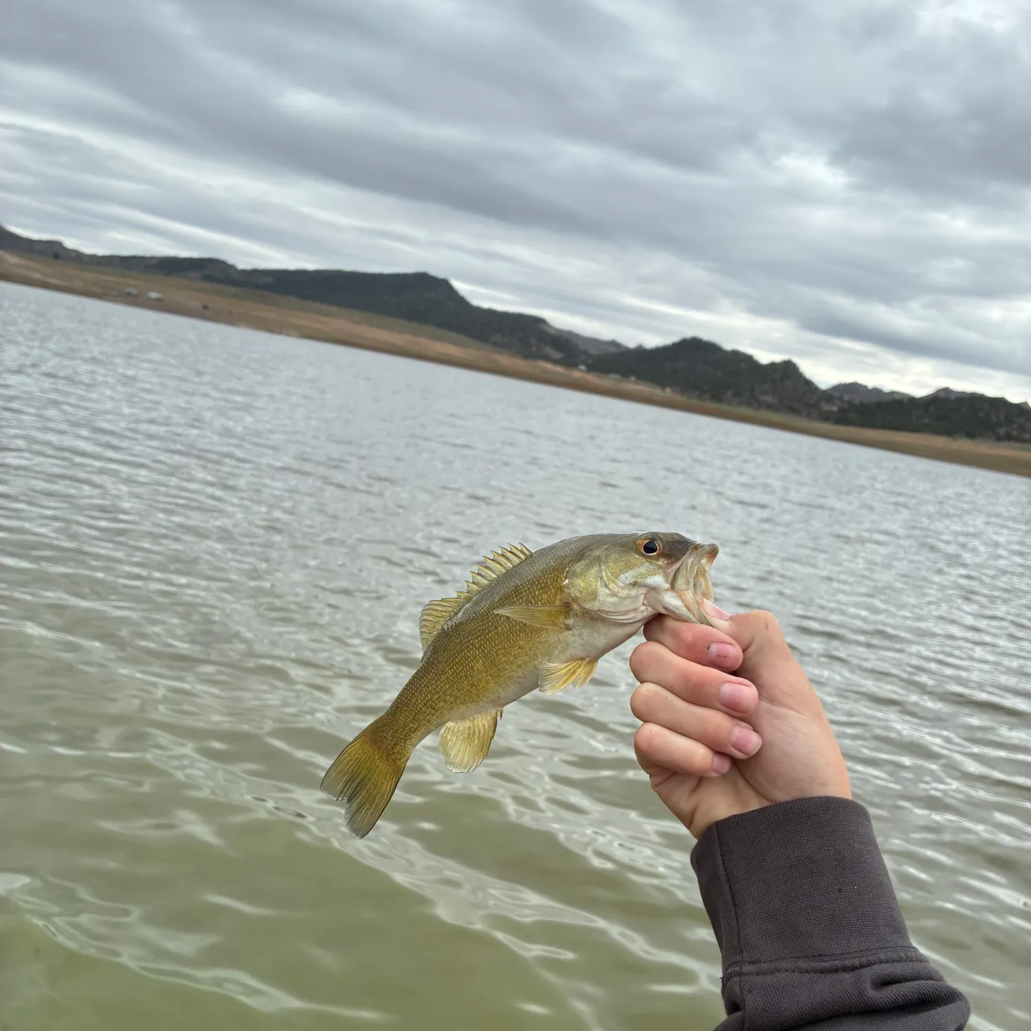 Smallmouth bass caught on Fishbrain