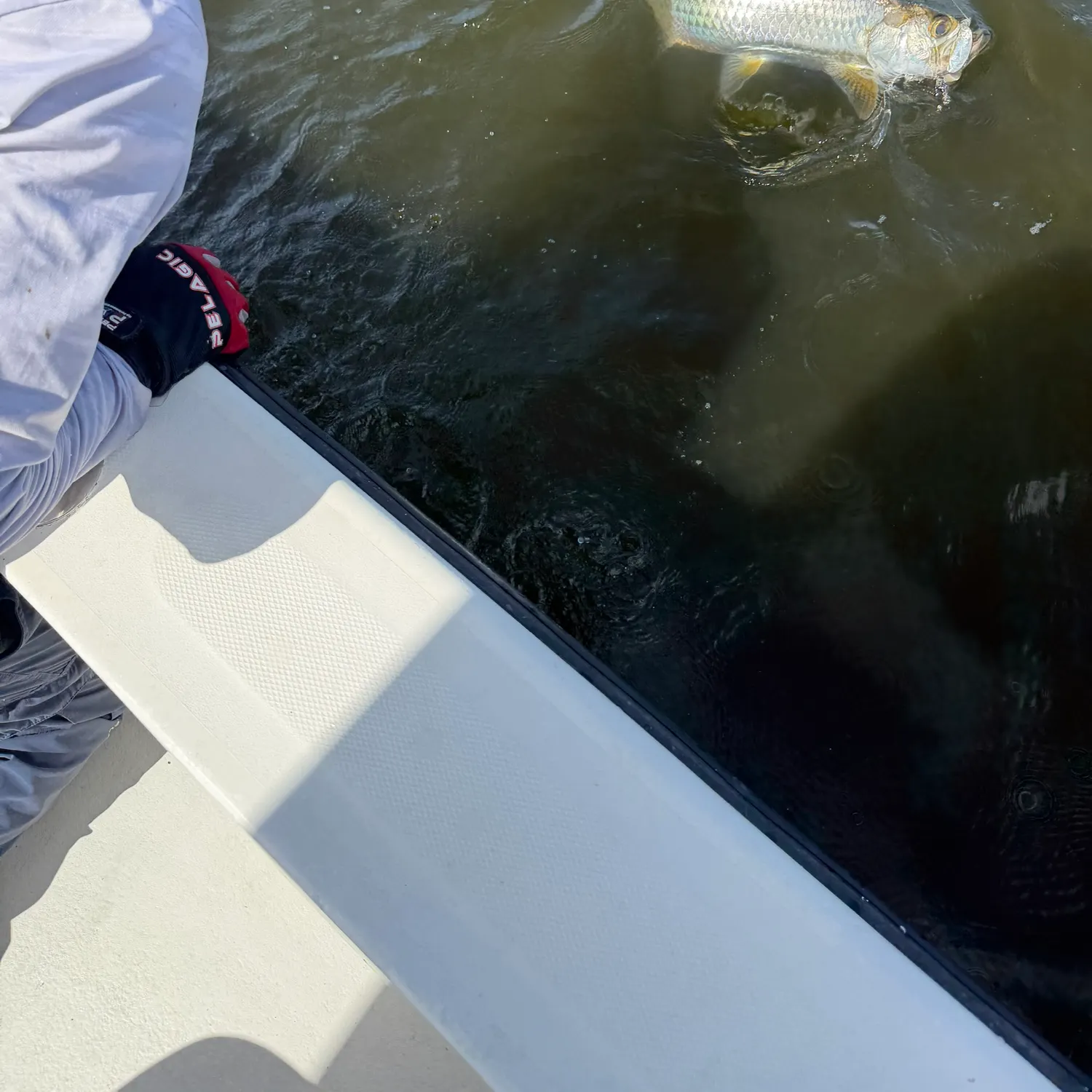 The most recent Tarpon catches on Fishbrain