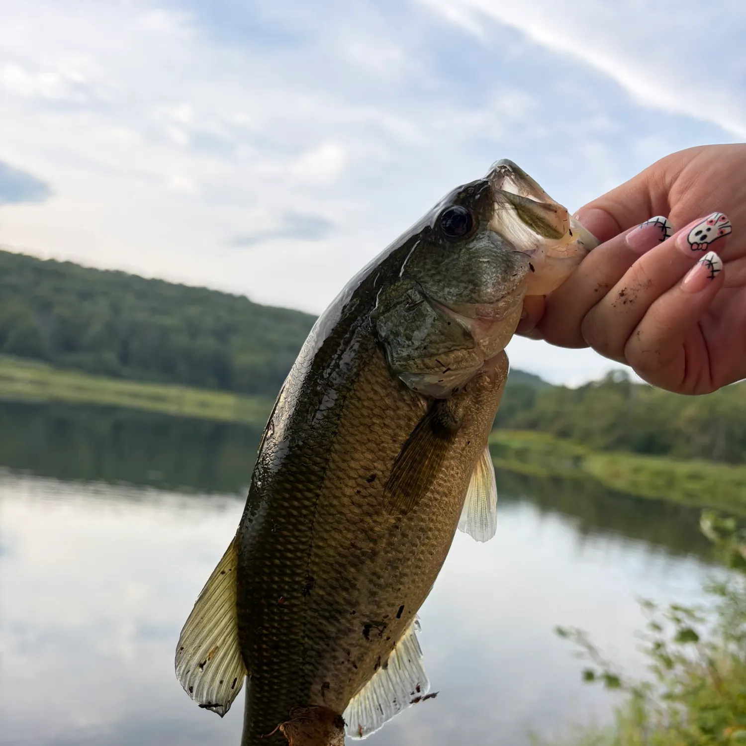 Largemouth bass caught on Fishbrain