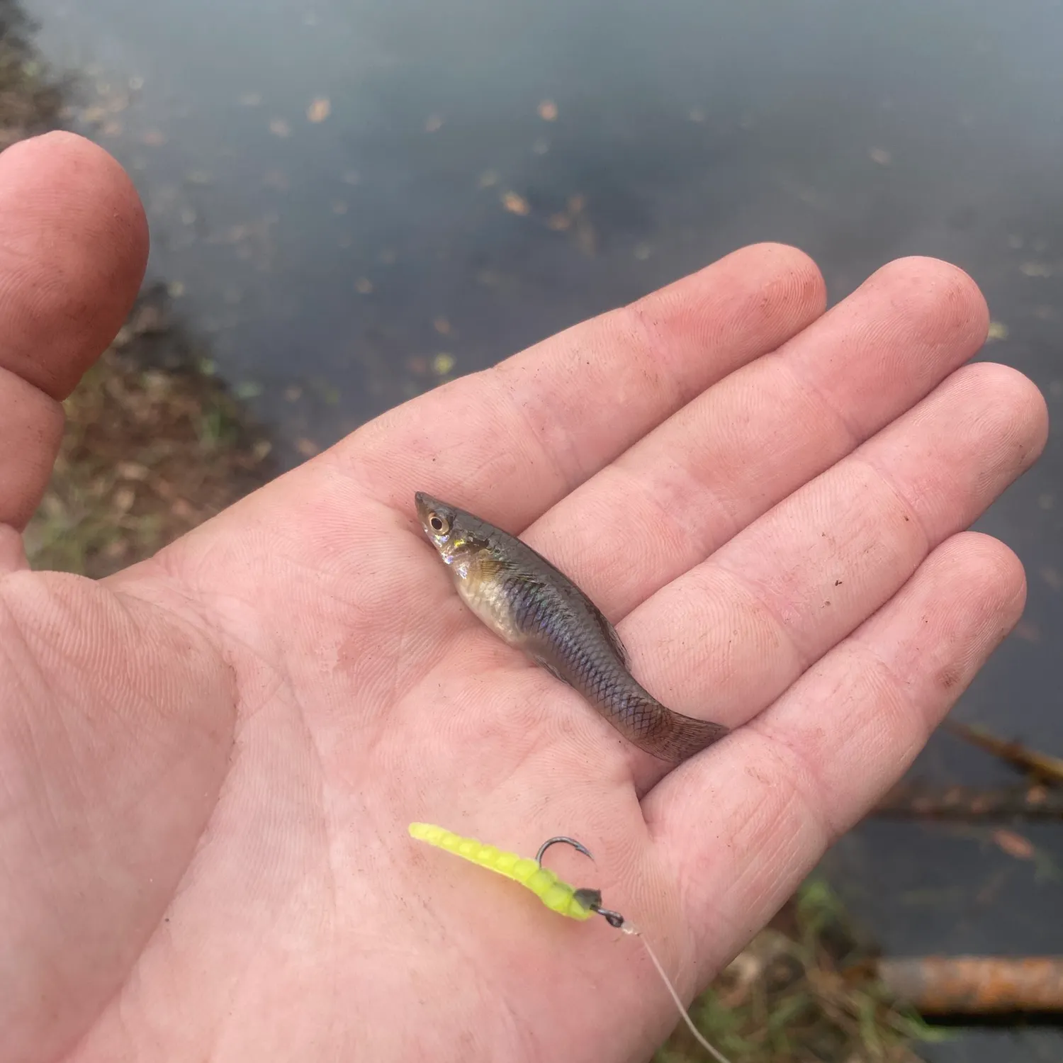 The most recent Eastern mosquitofish catches on Fishbrain