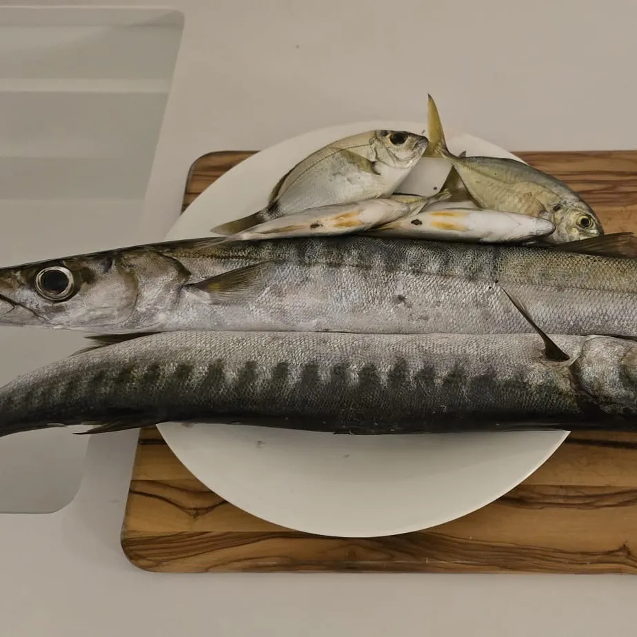 The most recent Pacific barracuda catches on Fishbrain