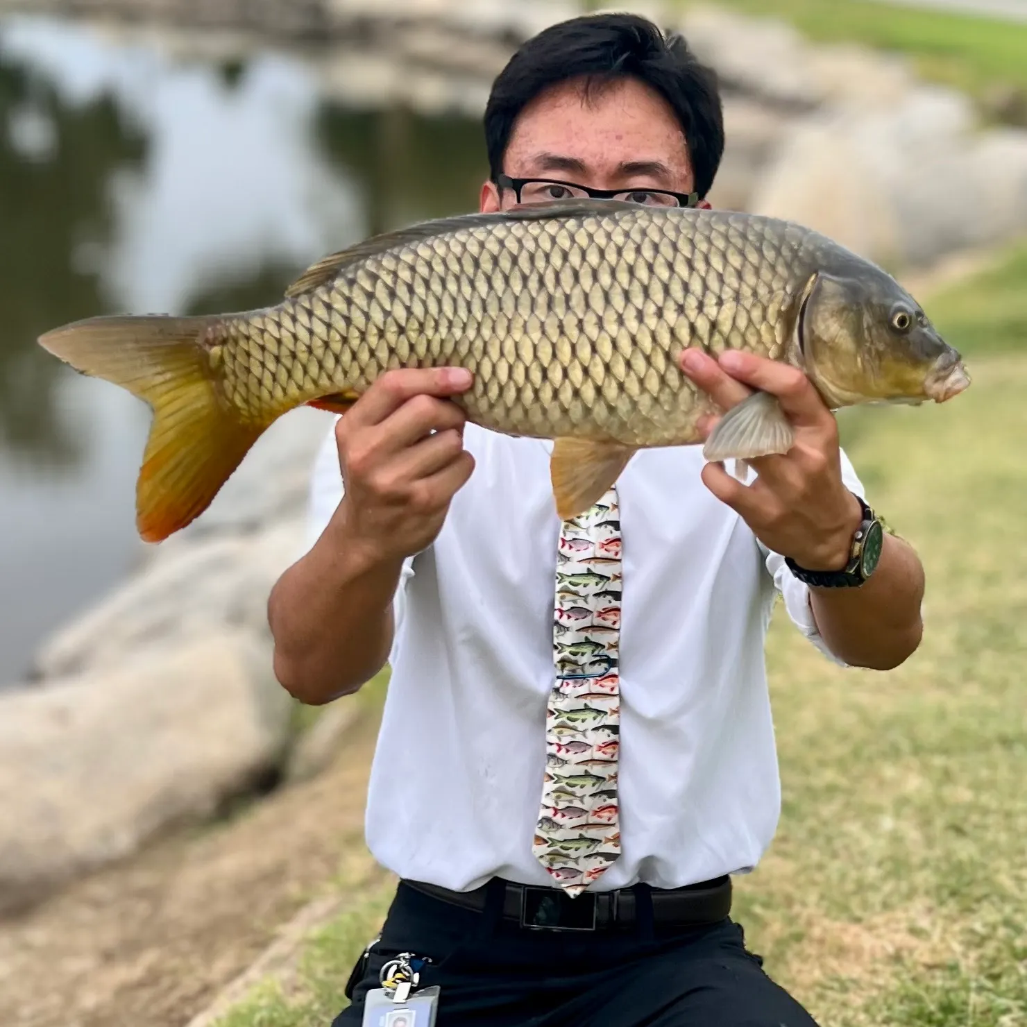 Common carp caught on Fishbrain