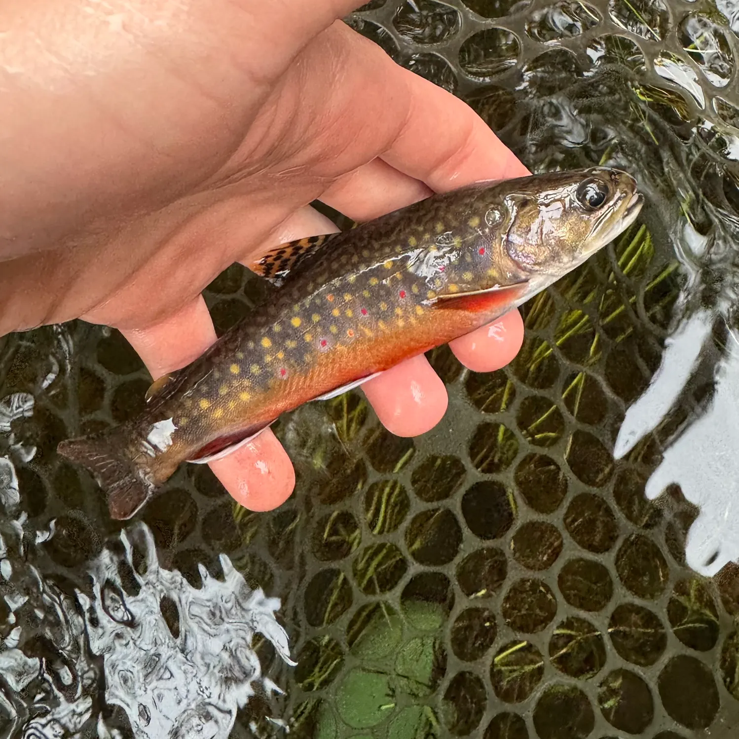 Brook trout caught on Fishbrain