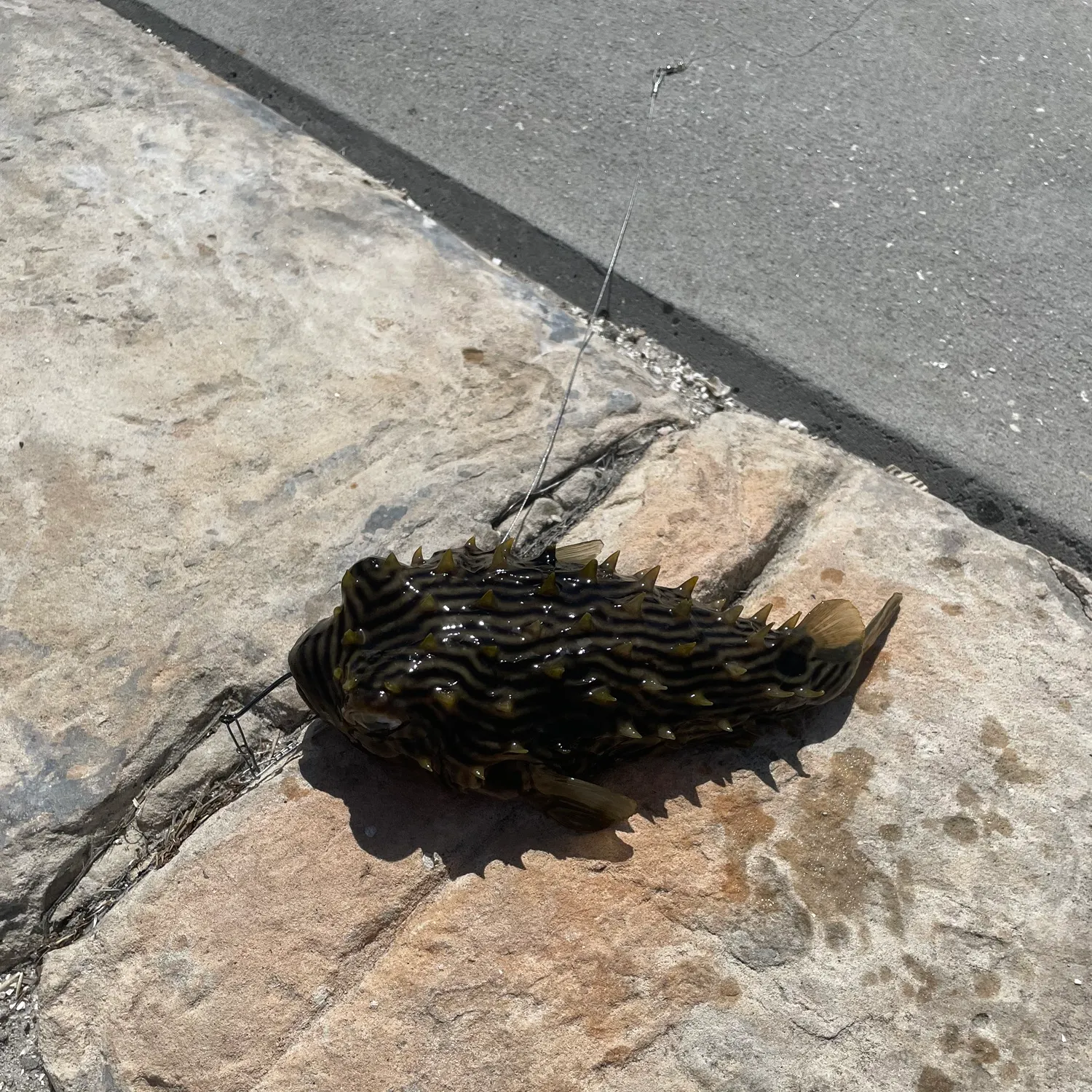 The most popular recent Striped burrfish catch on Fishbrain